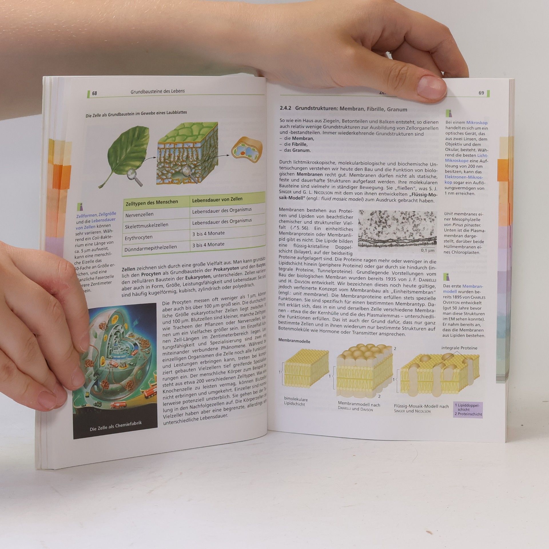 Autorenkollektiv Abiturwissen : Biologie