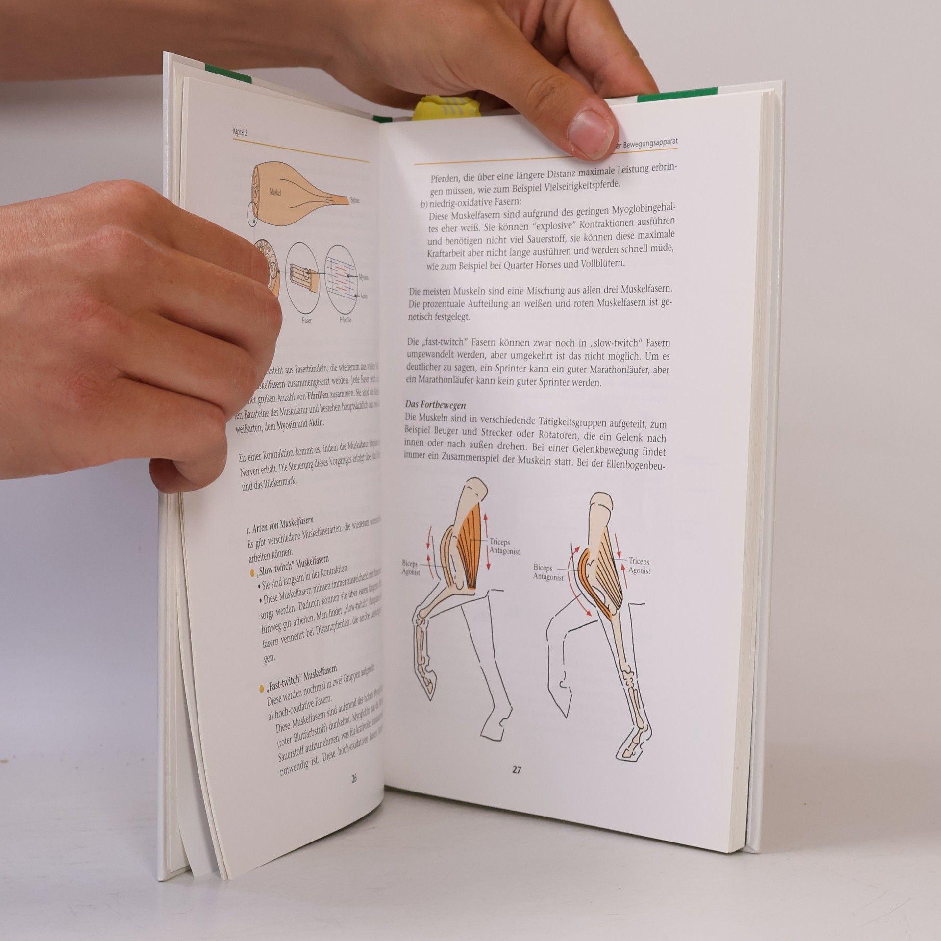 Helle Katrine Kleven Edition Pferd: Physiotherapie für Pferde