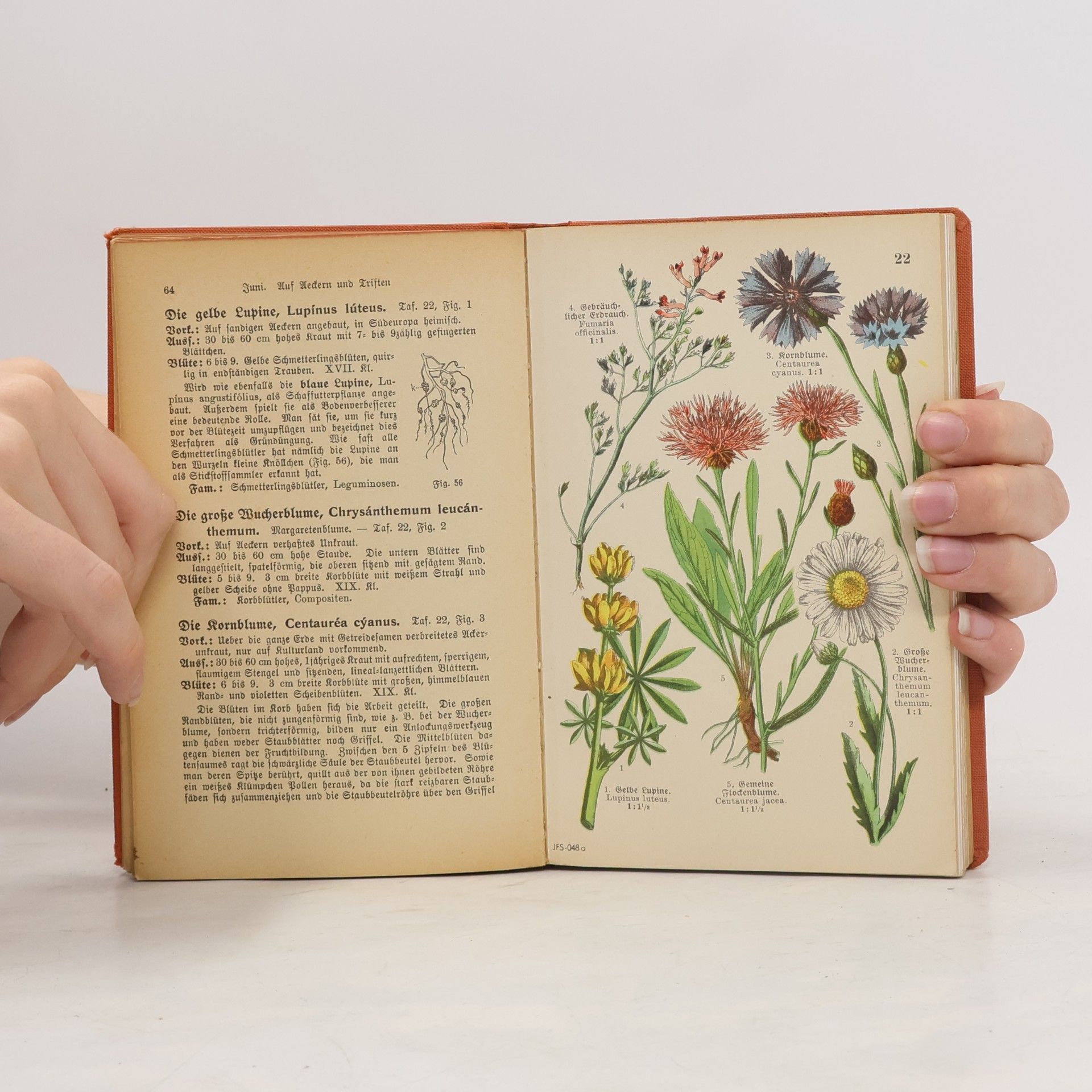 Albert Christiansen Taschenbuch einheimischer Pflanzen