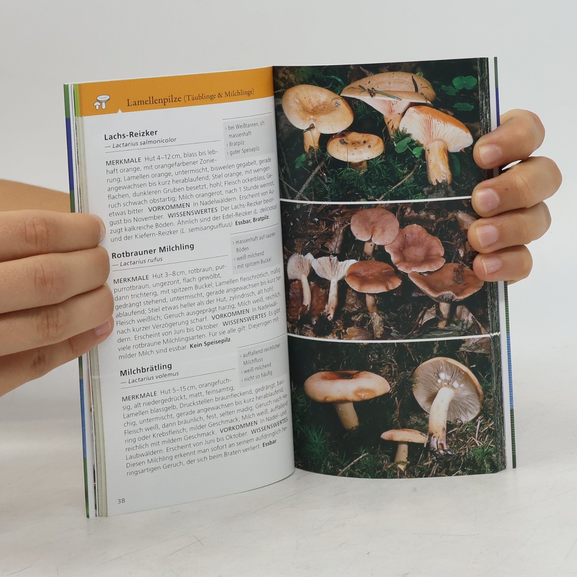 Markus Flück Welcher Pilz ist das?