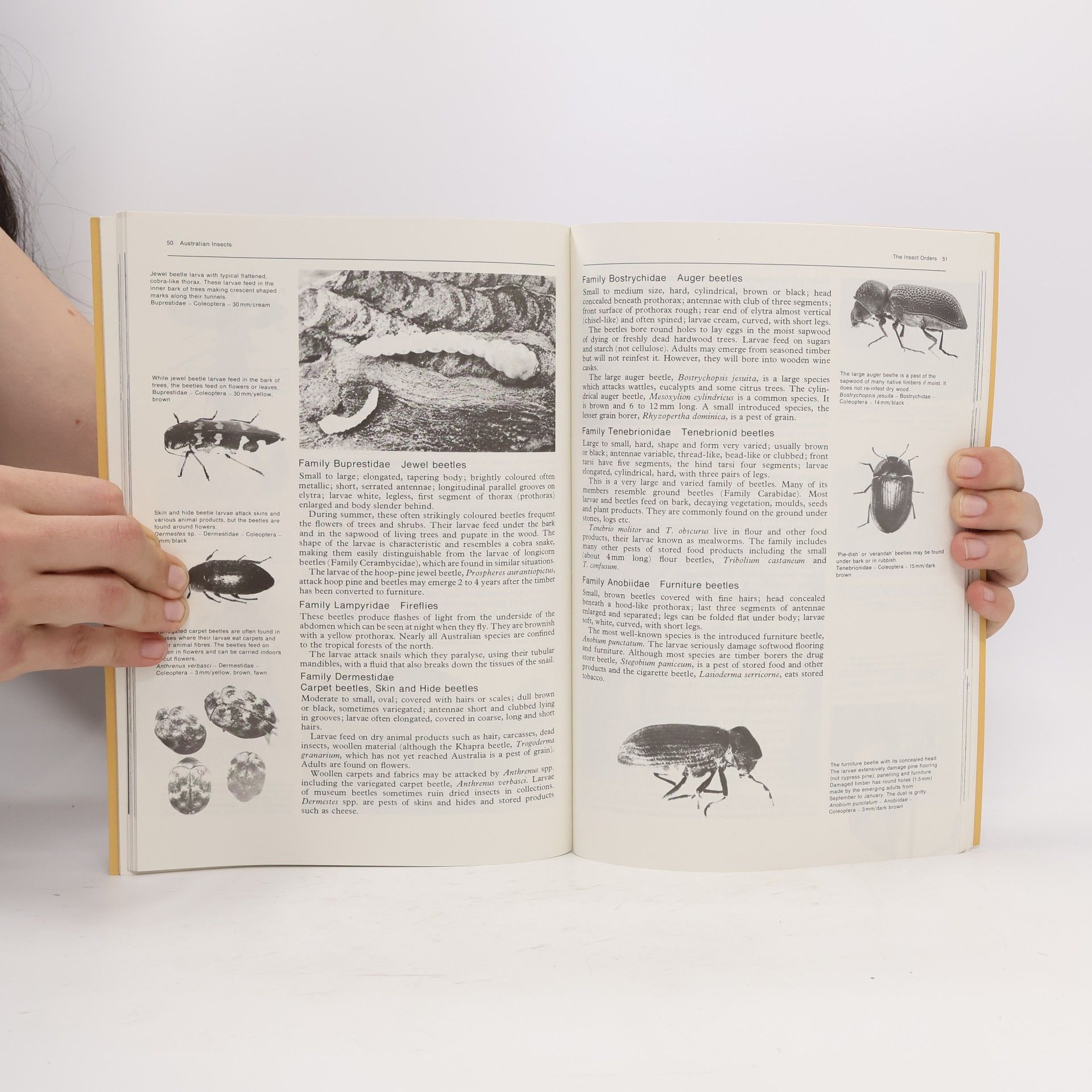 Phillip W. Hadlington Introduction to Australian Insects