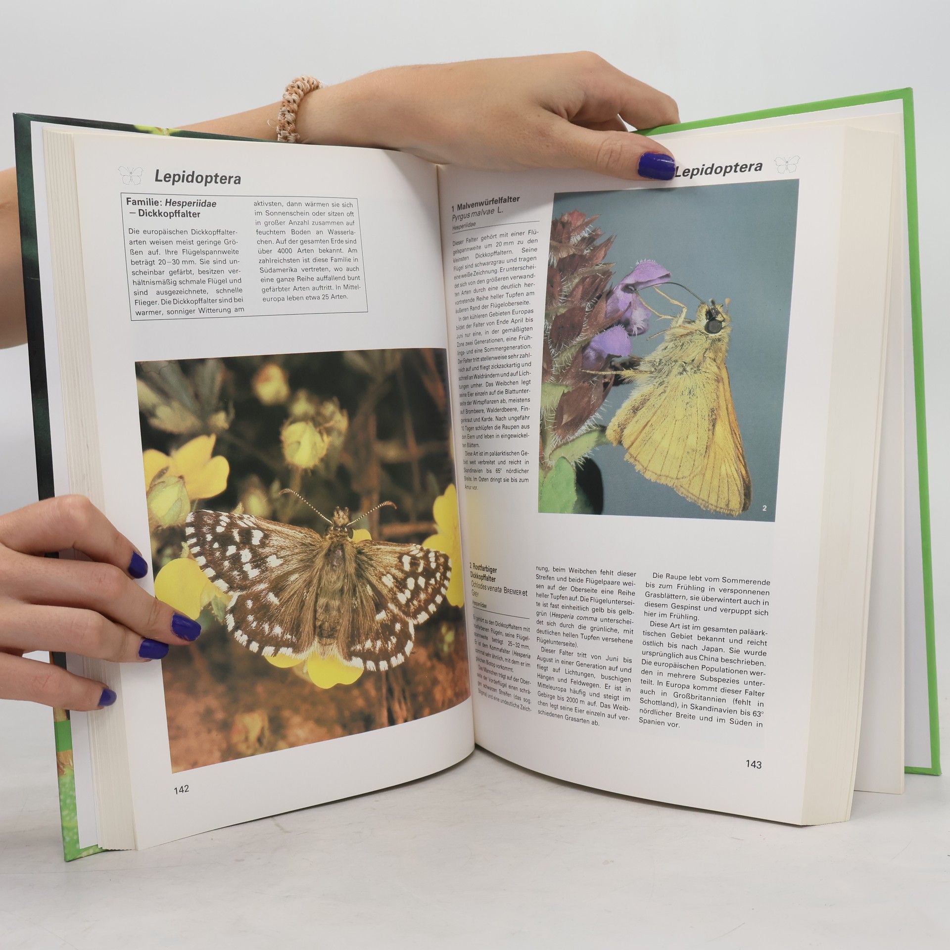 Autorenkollektiv Insekten