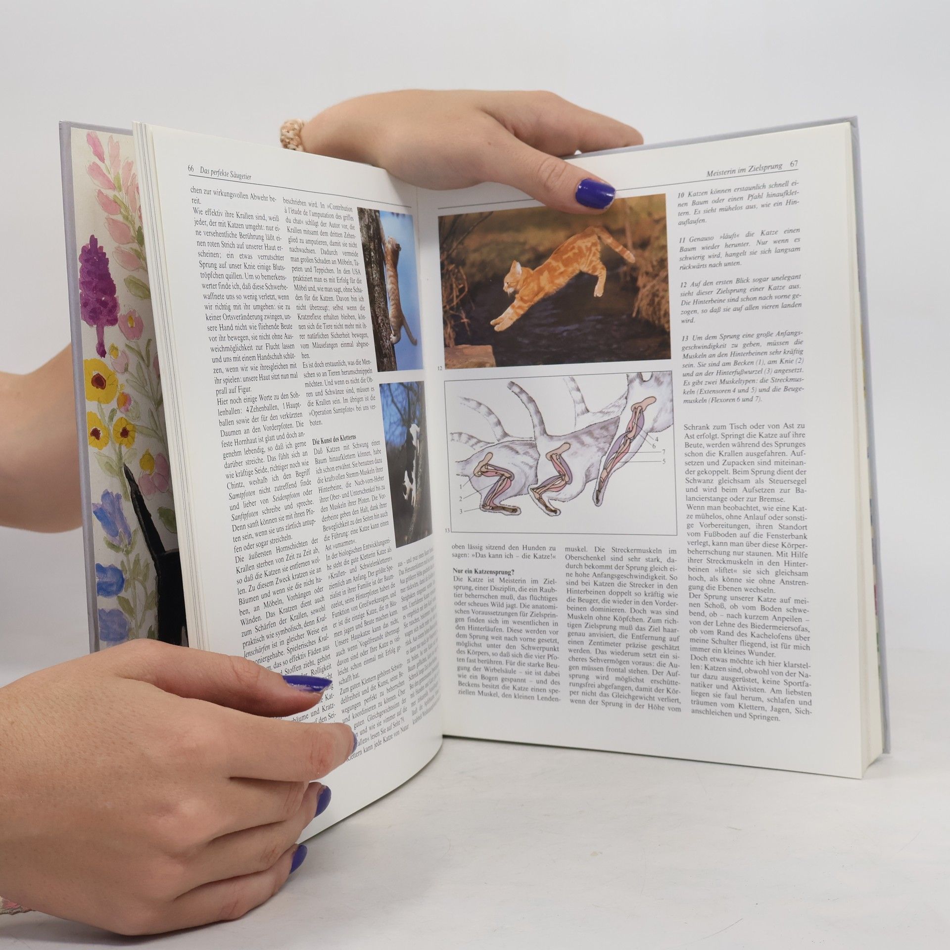 Ulrich Klever Knaurs grosses Katzenbuch