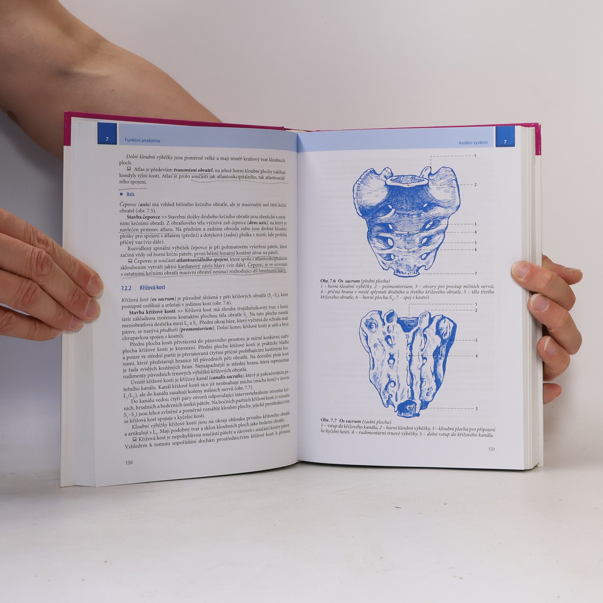 Ivan Dylevský Funkční anatomie