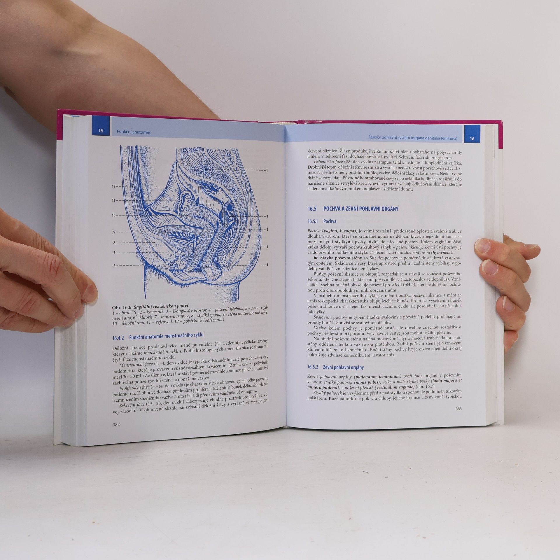 Ivan Dylevský Funkční anatomie