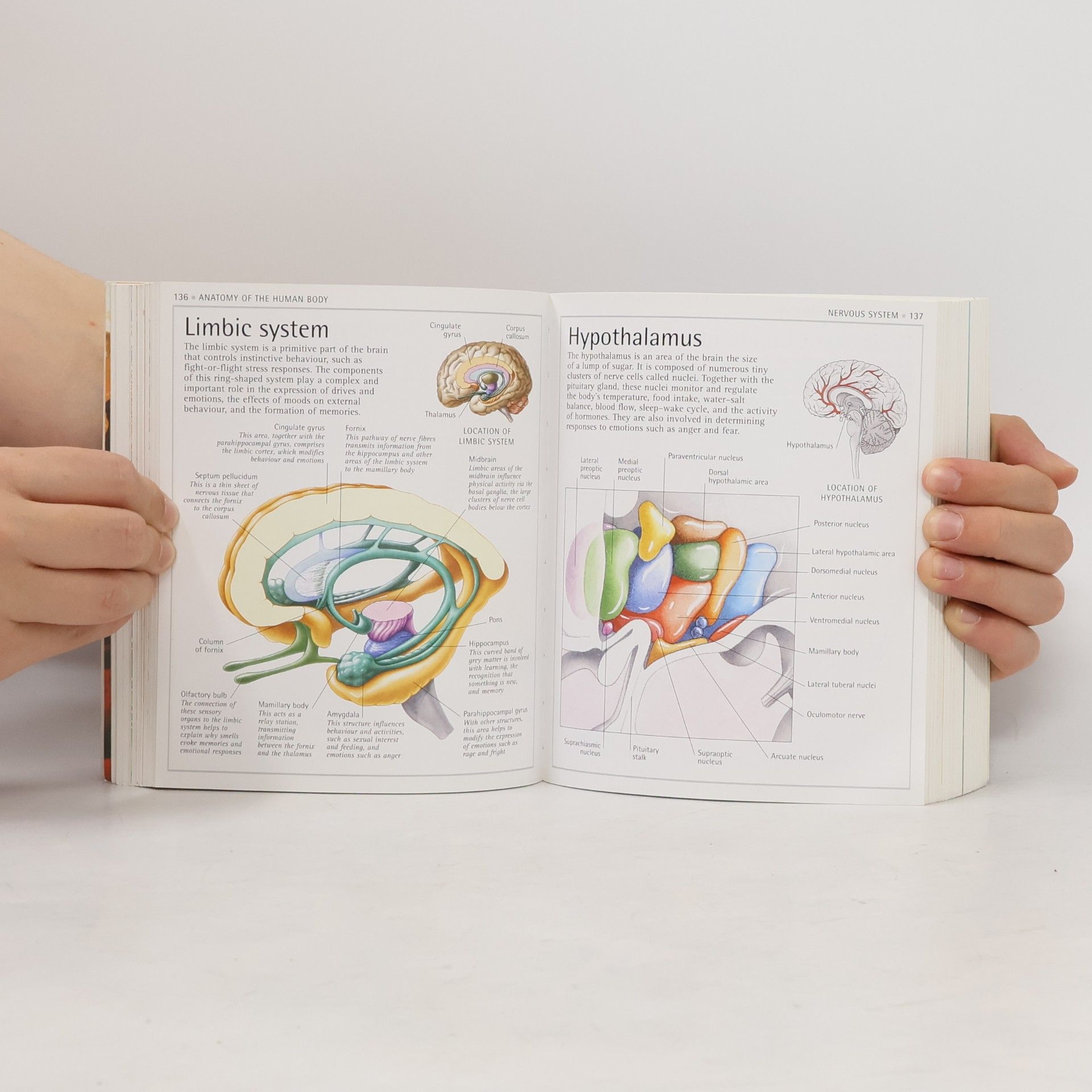 Autorenkollektiv Human Body