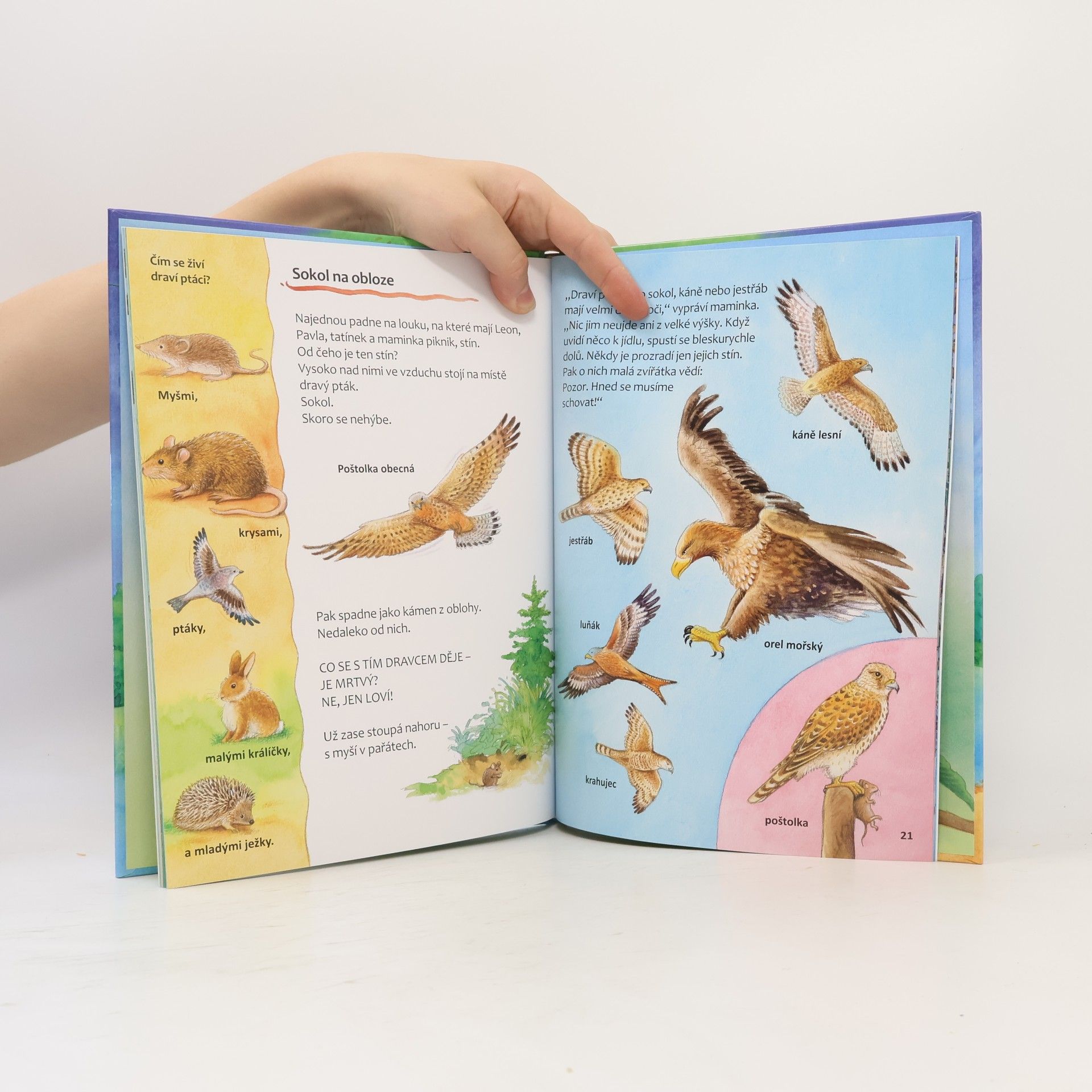 Friederun Reichenstetter Ptáci : Jak vyrůstají a žijí?