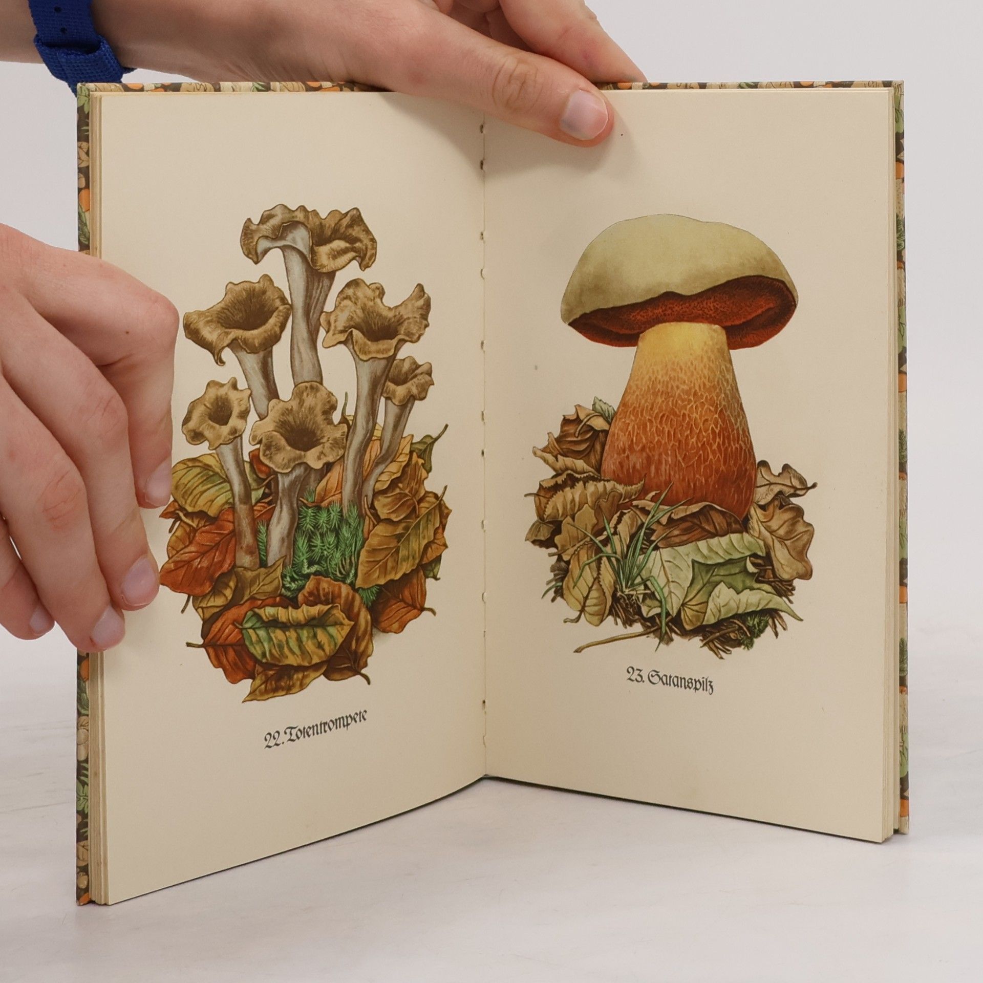 Willi Harwerth Das kleine Pilzbuch