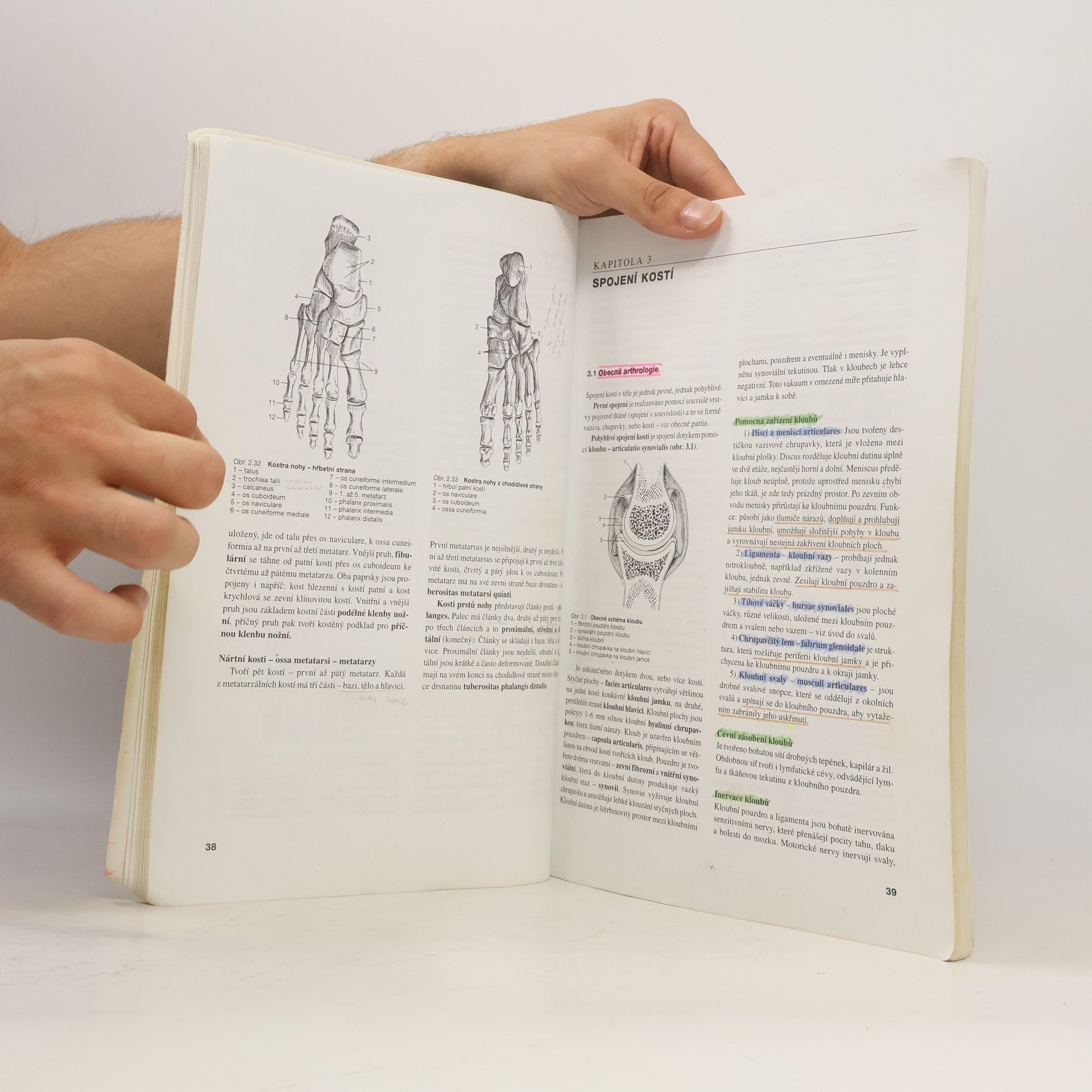 Miloslava Elišková Přehled anatomie