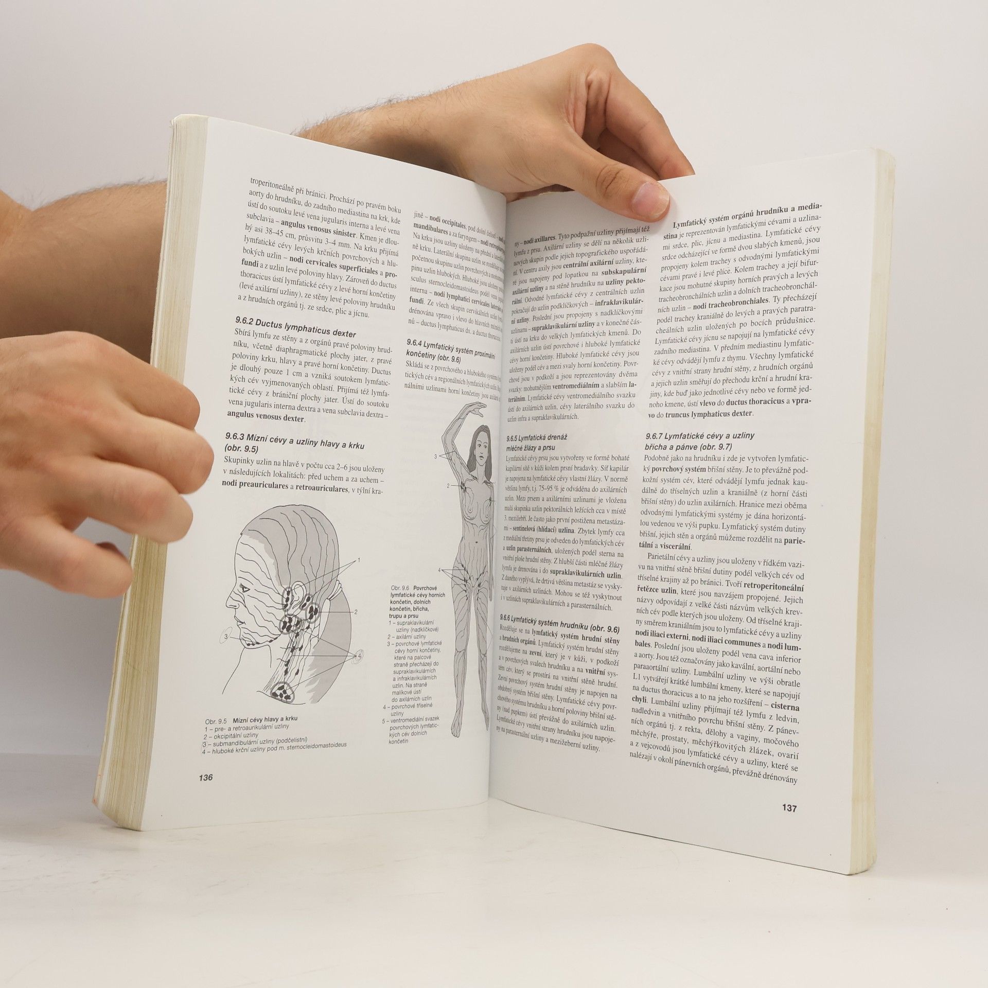 Miloslava Elišková Přehled anatomie