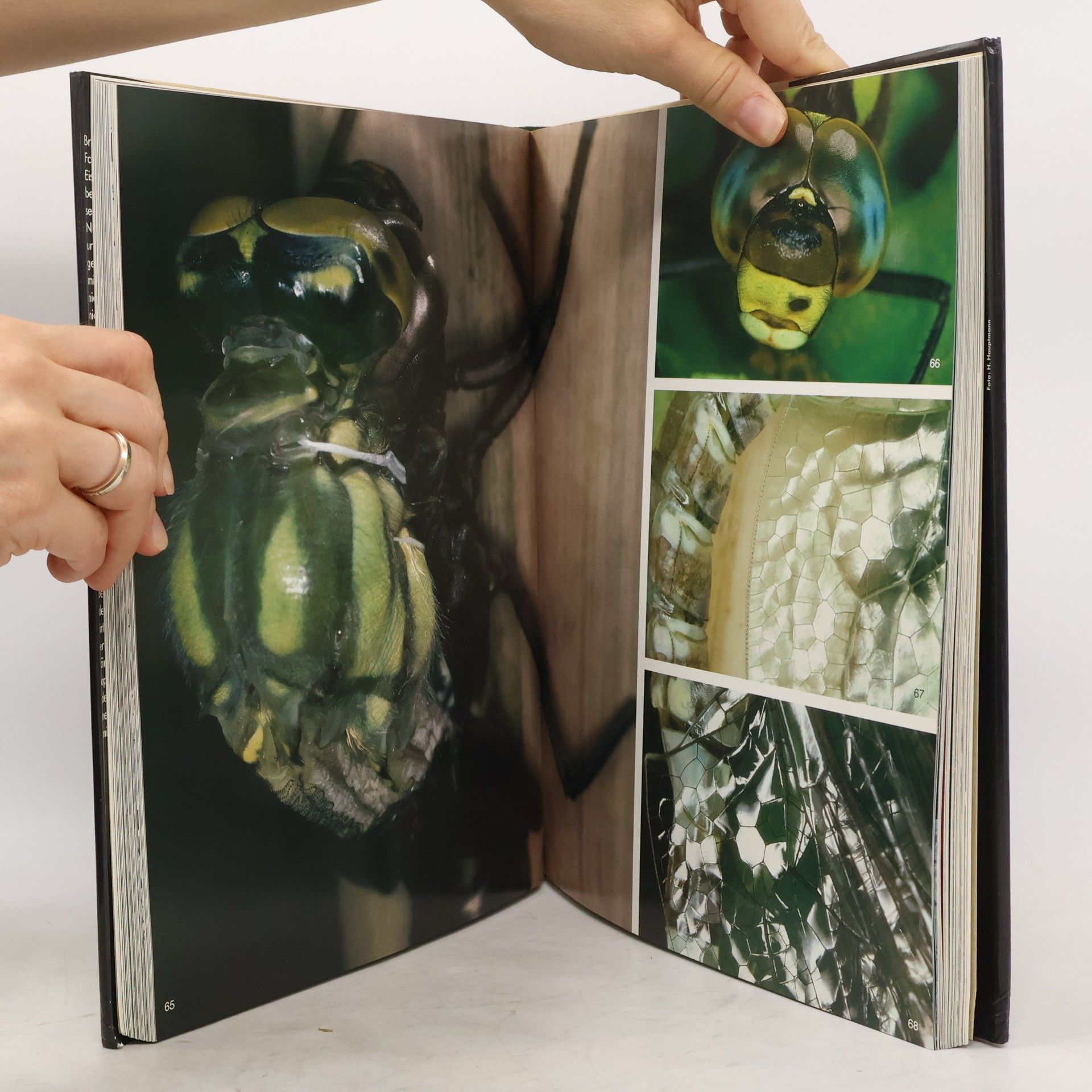 Dittrich Bruno Natur-Fotografie