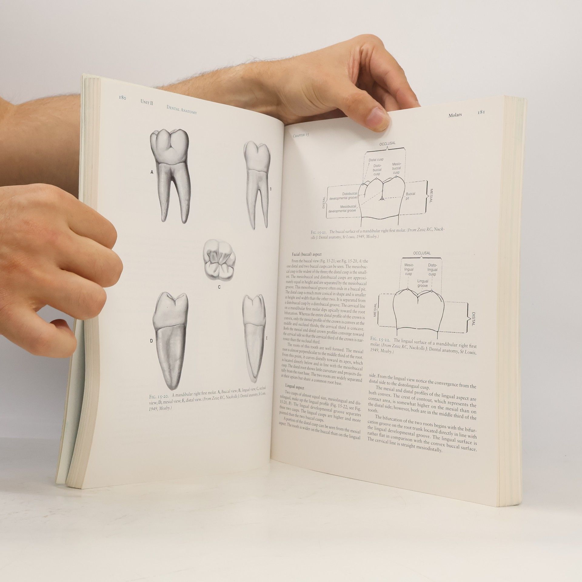 Richard W. Brand Anatomy of orofacial structures