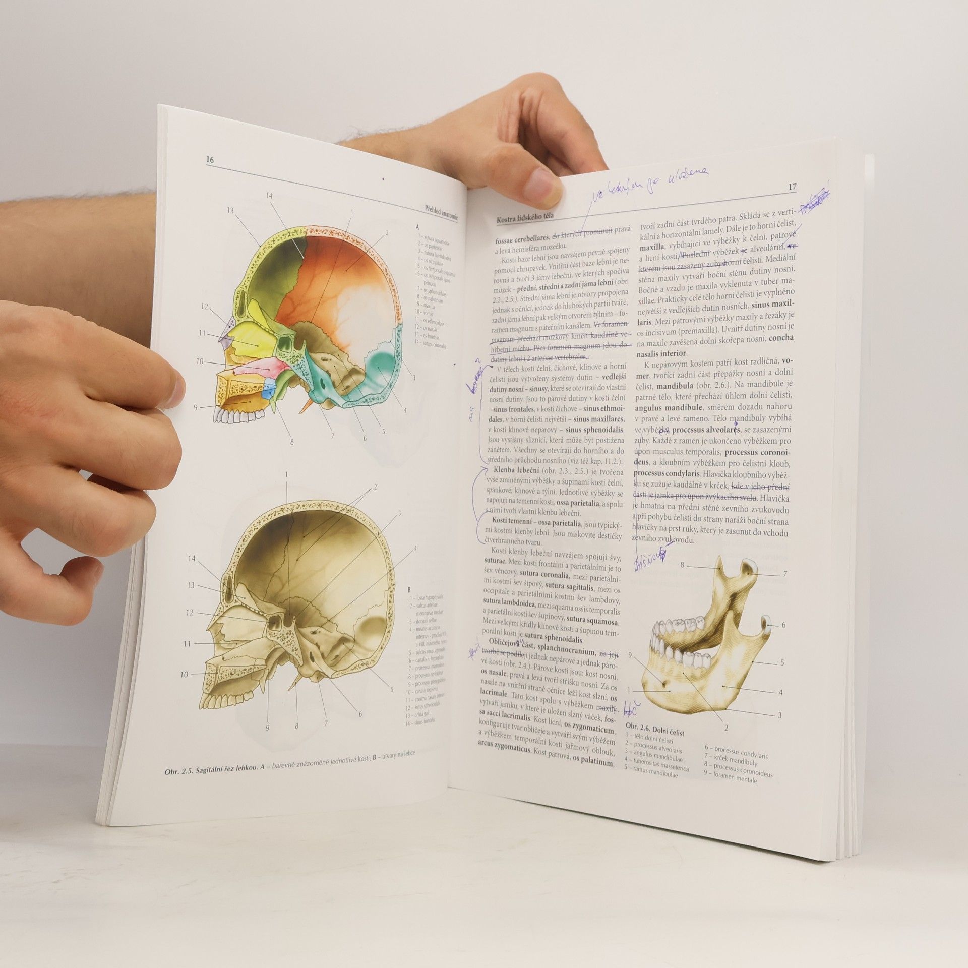 Ondřej Naňka Přehled anatomie