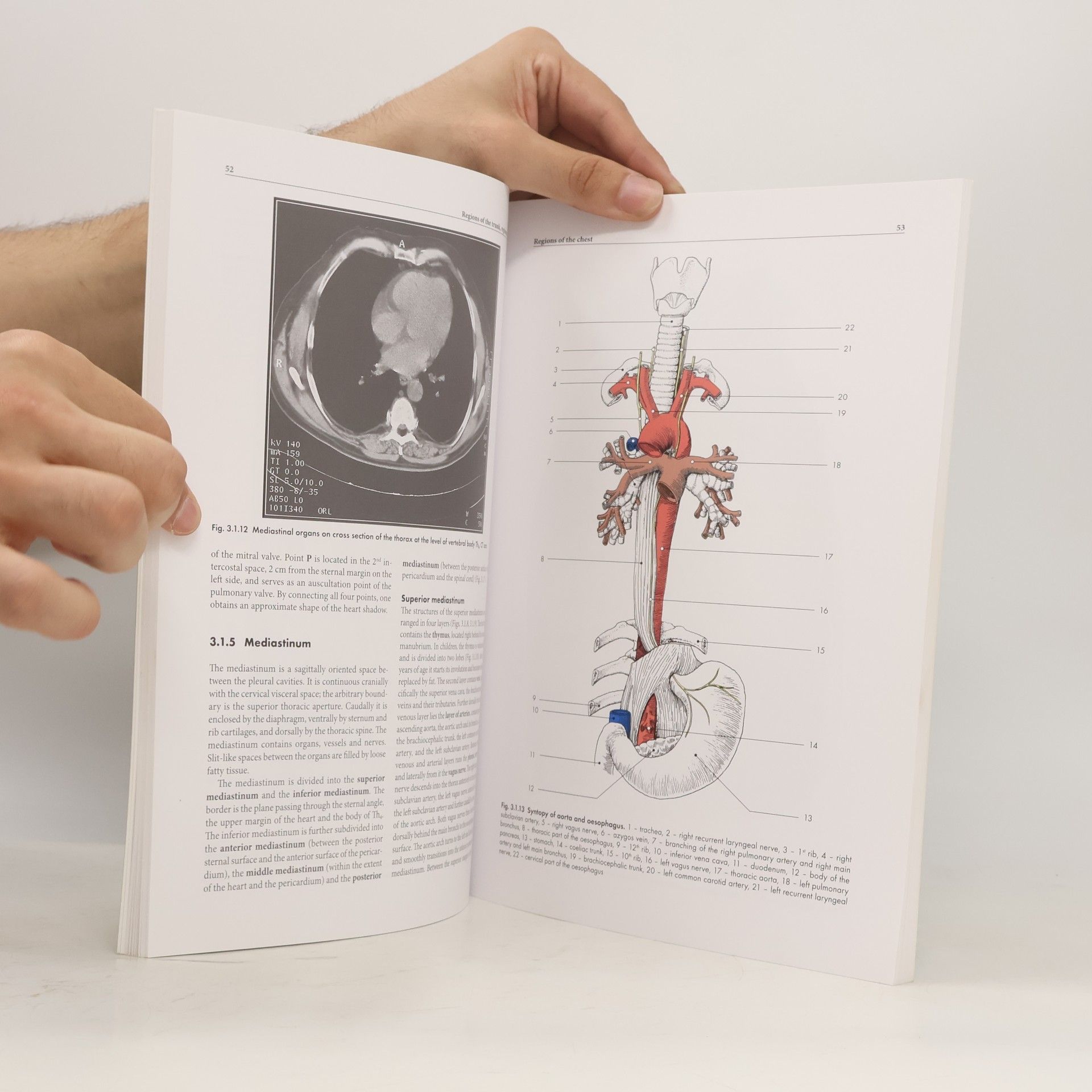 Josef Stingl Regional Anatomy