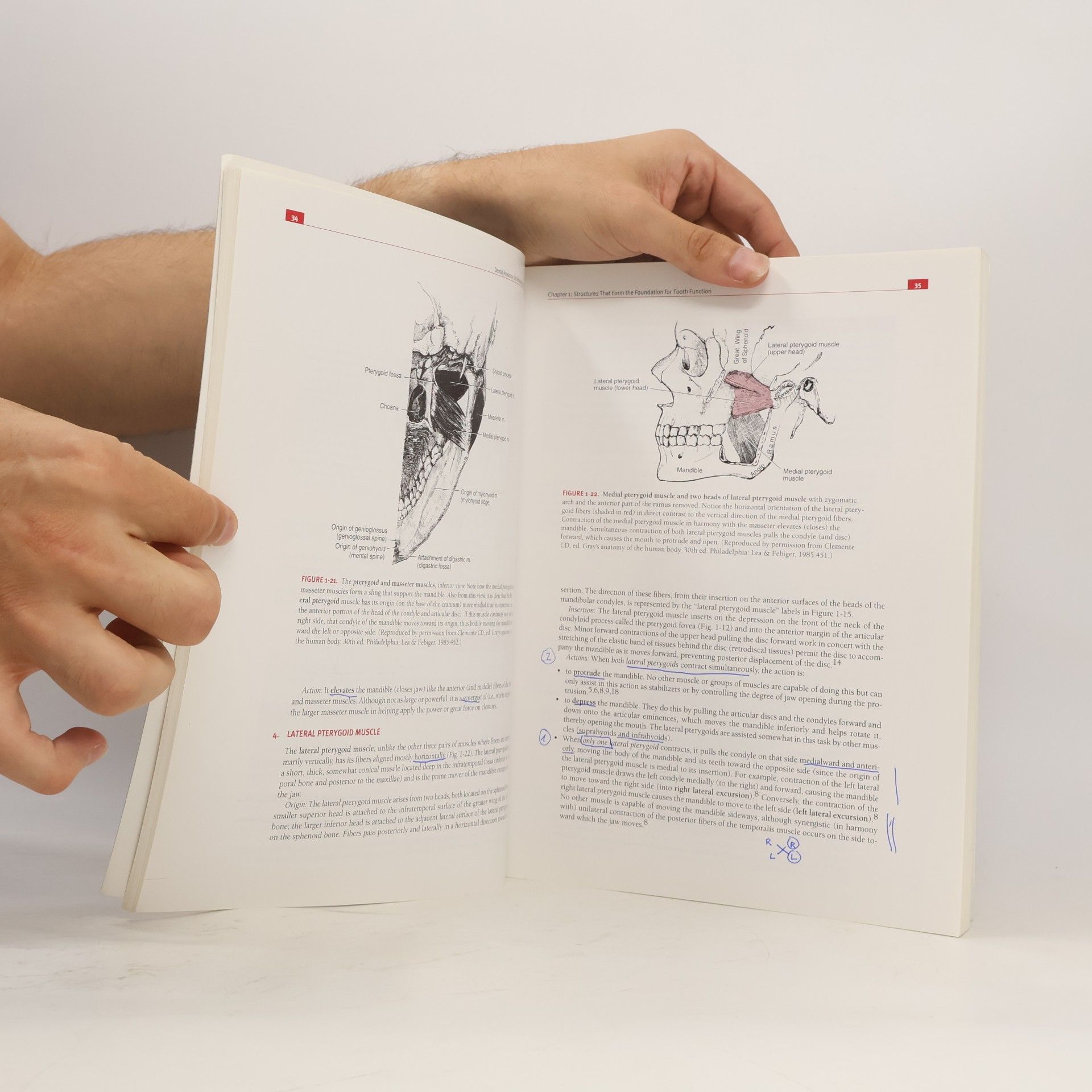Julian B. Woelfel Dental Anatomy