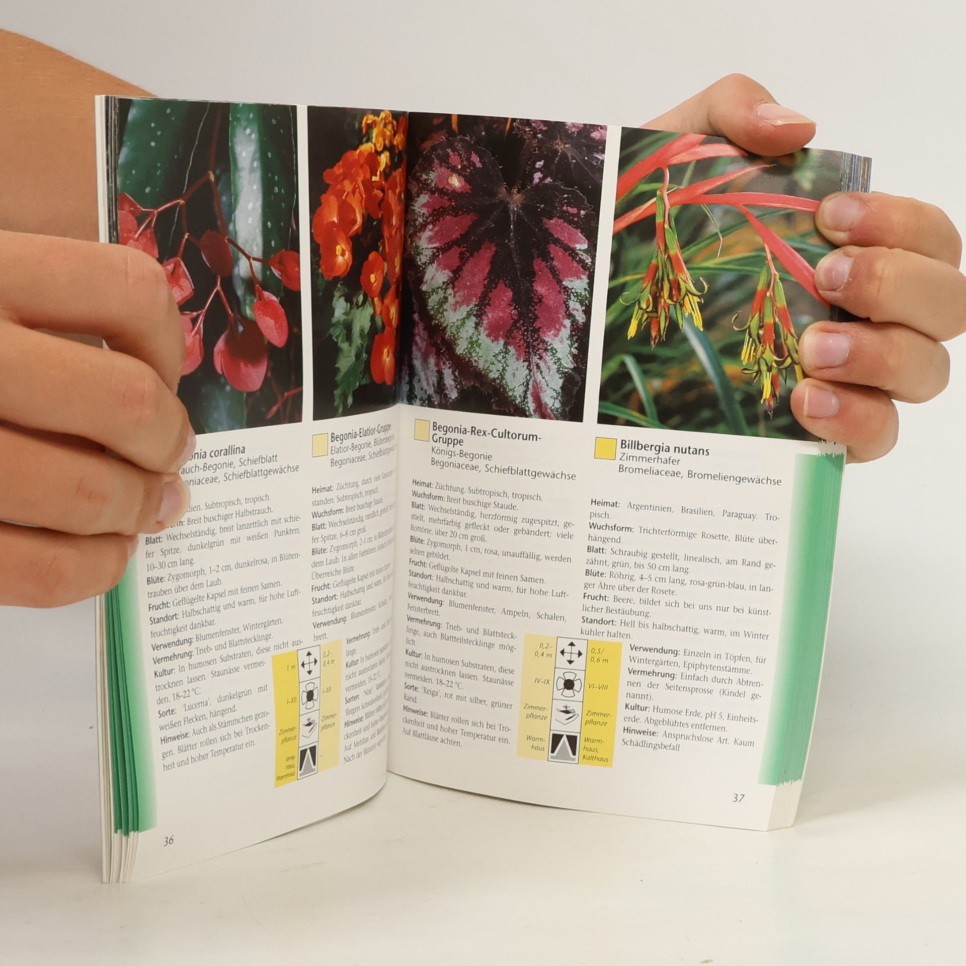 Martin Haberer Taschenatlas Zimmerpflanzen