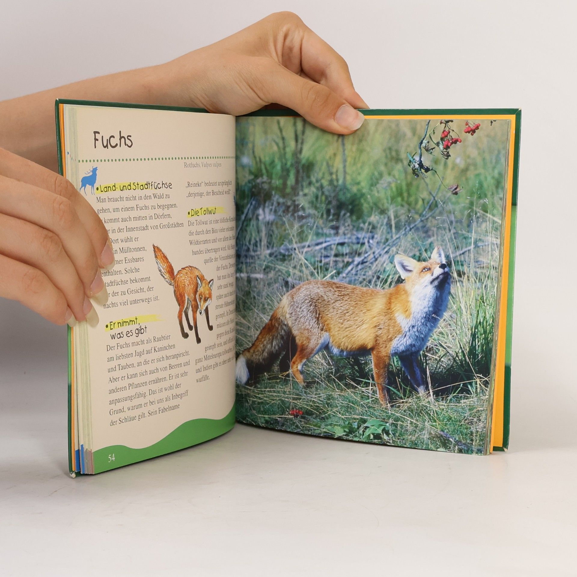 Autorenkollektiv Kinder die entdecken die Natur. Im Wald