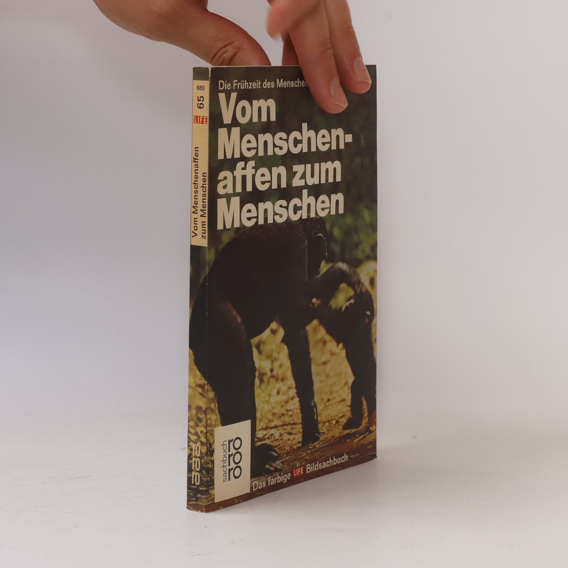Maitland Armstrong Edey Vom Menschenaffen zum Menschen