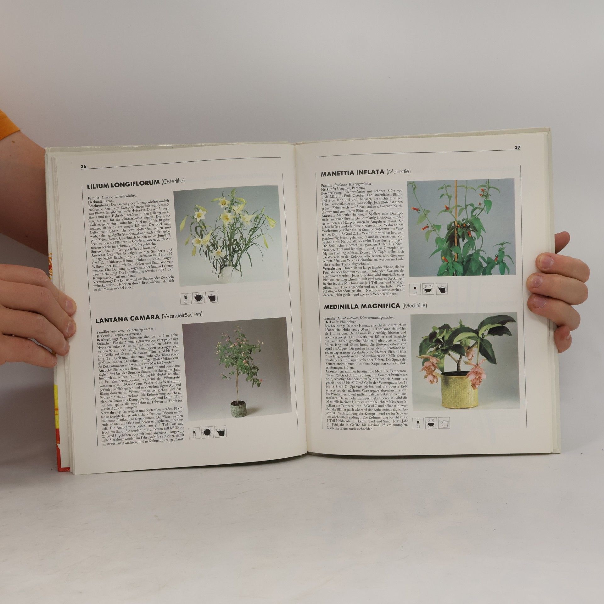 Doris Gottwald Topfblumen