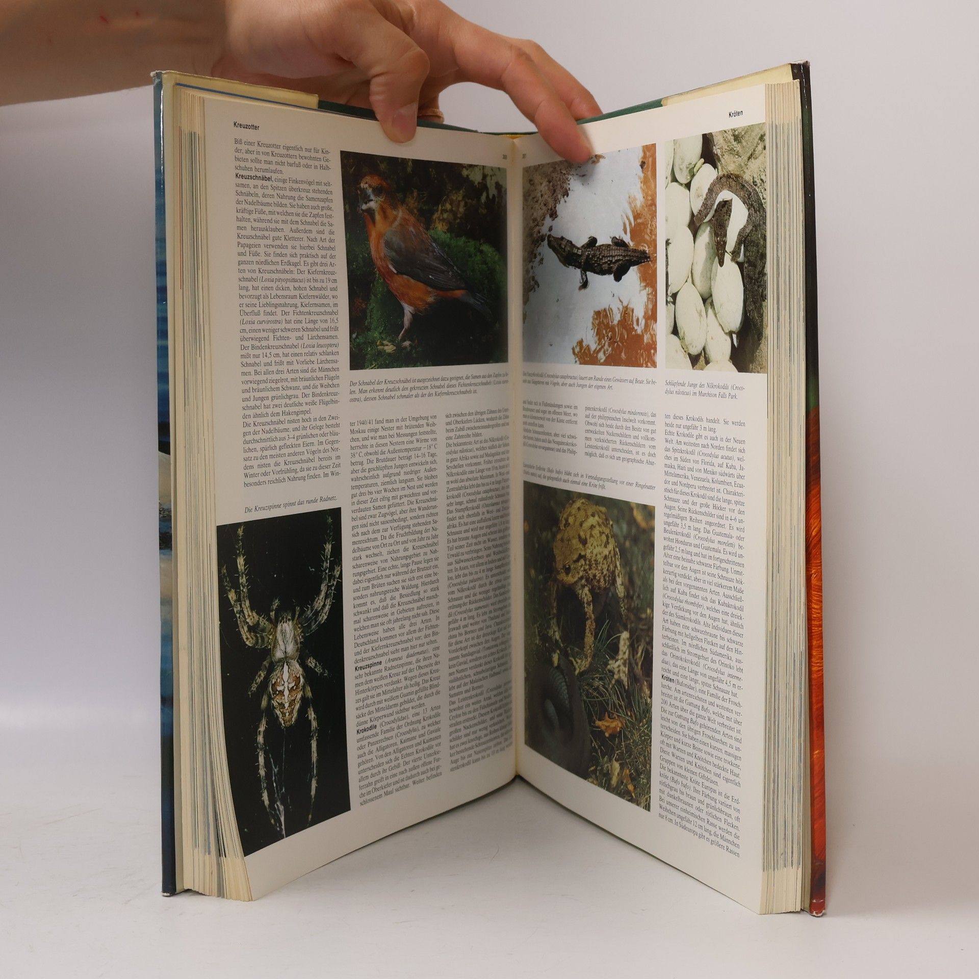 Autorenkollektiv Das große farbige Tierlexikon