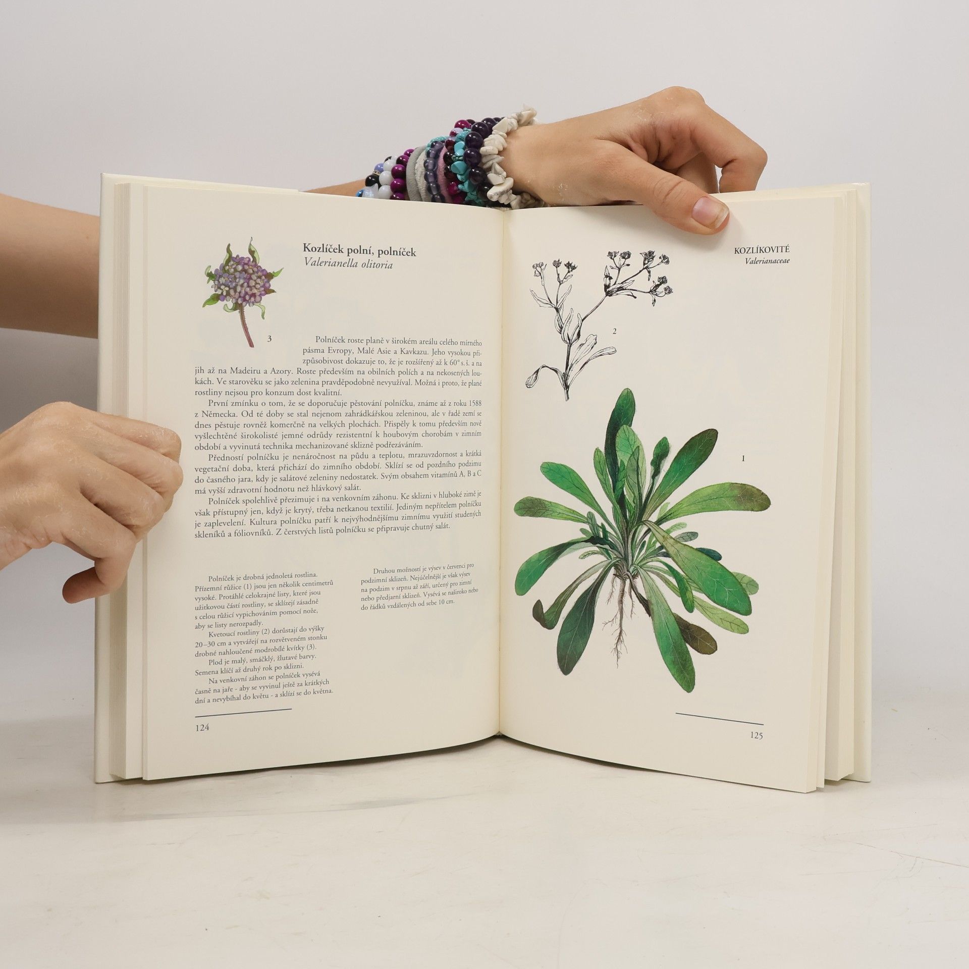 Eva Pekárková Zelenina, její pěstování a význam v ilustracích Zdenky Krejčové