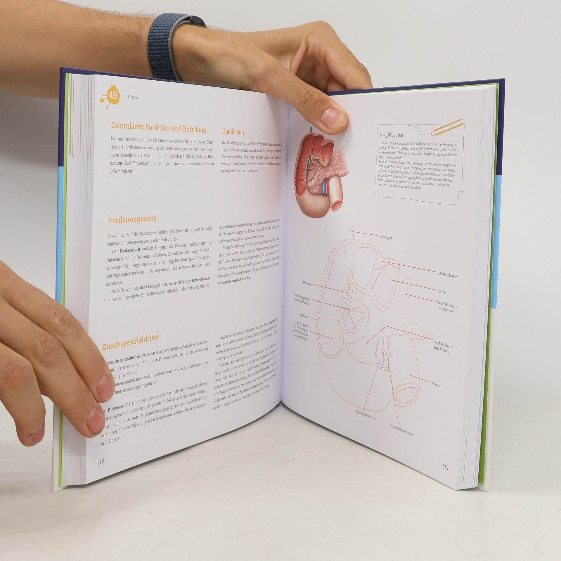 Anatomie und Physiologie kreativ lernen - für Therapieberufe