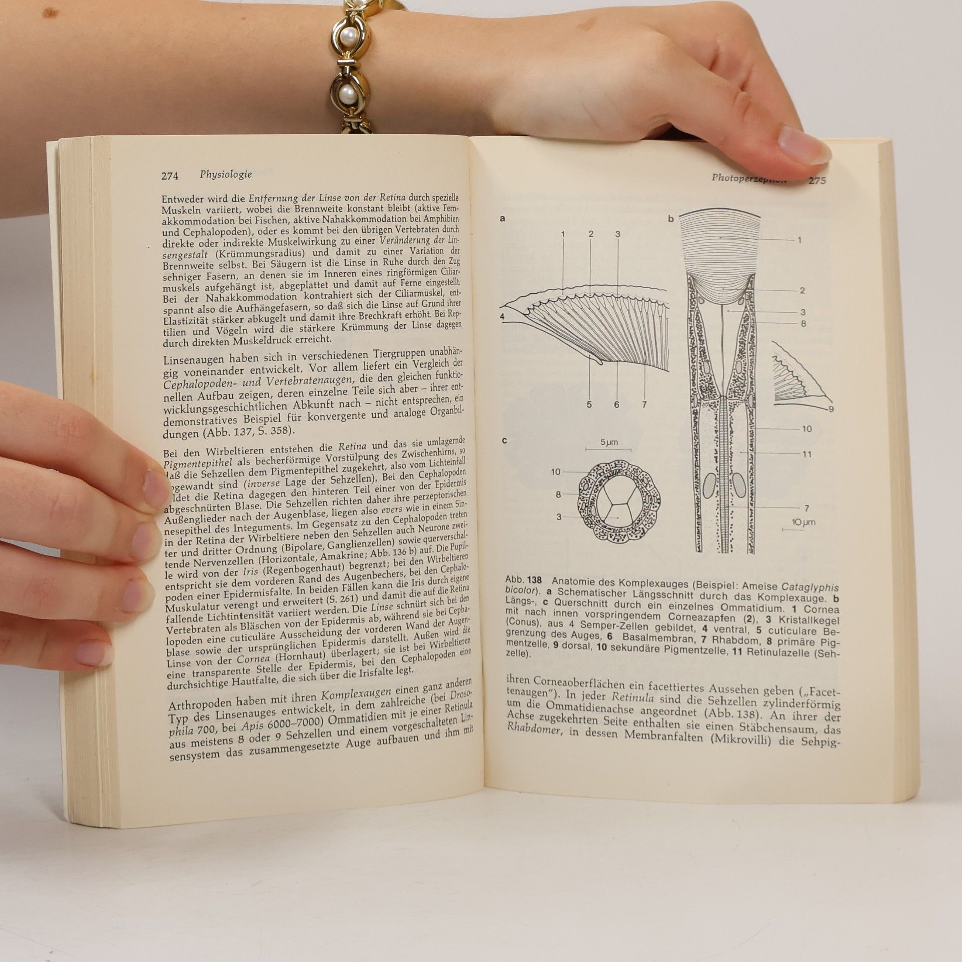 Ernst Hadorn Allgemeine Zoologie