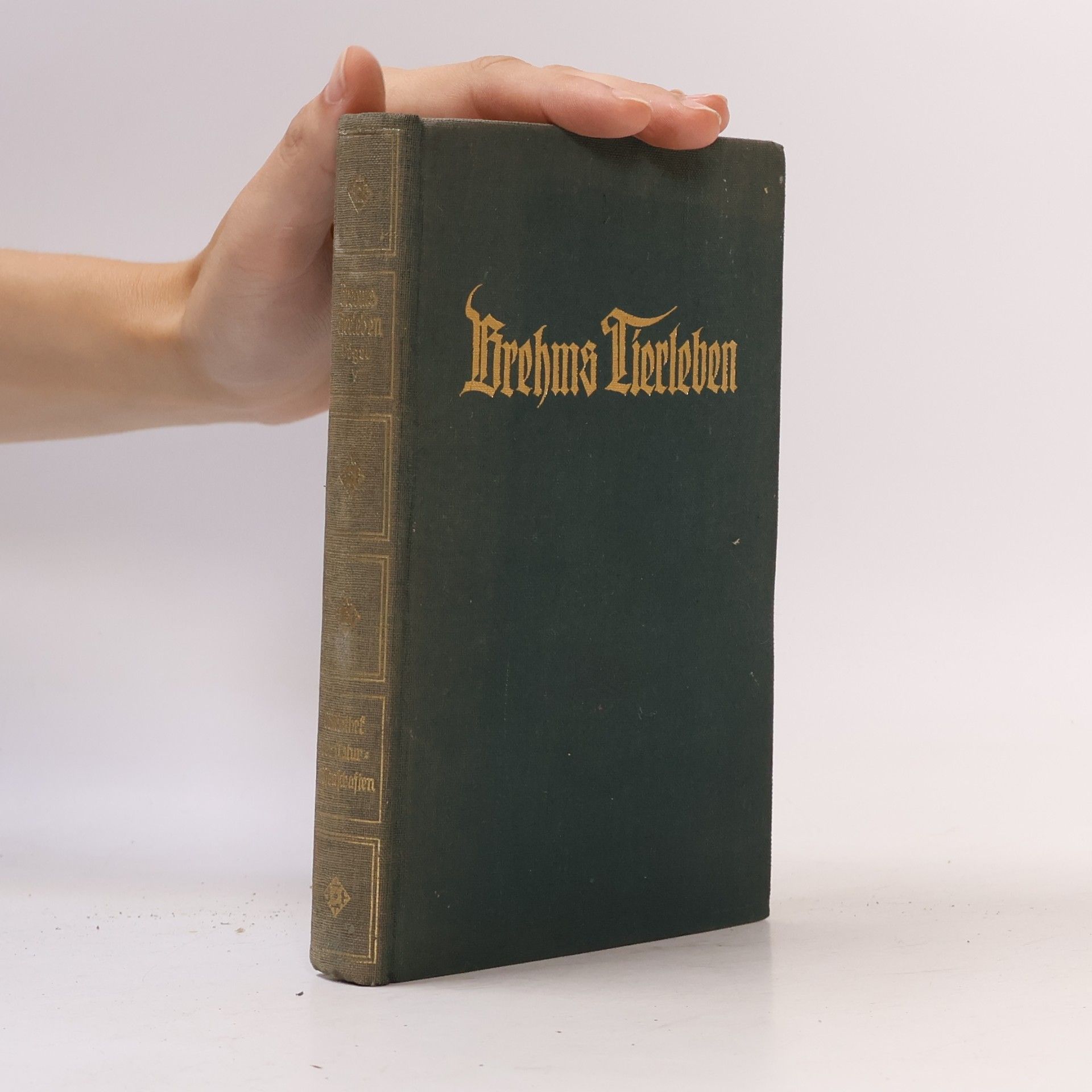 Adolf Meyer Brehms Tierleben 19