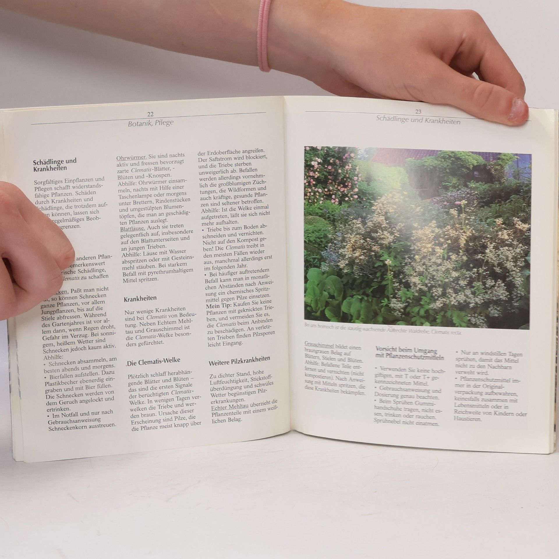 Walter Hörsch Clematis so blühen sie am schönsten