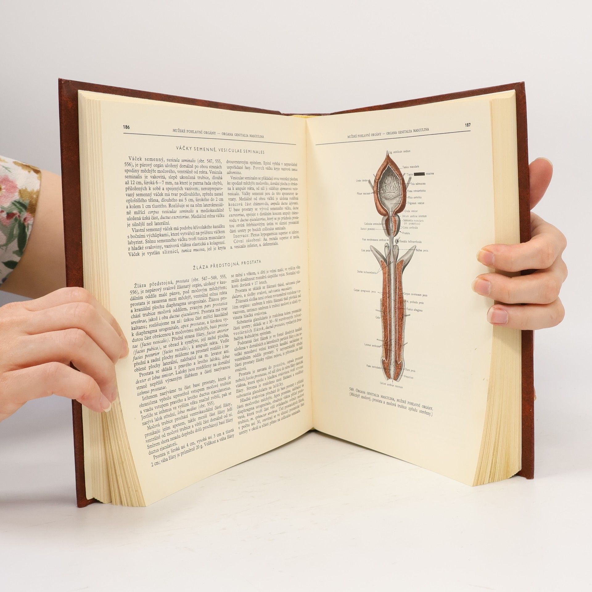 R. D. Sinělnikov Atlas a anatomie člověka. Díl II.