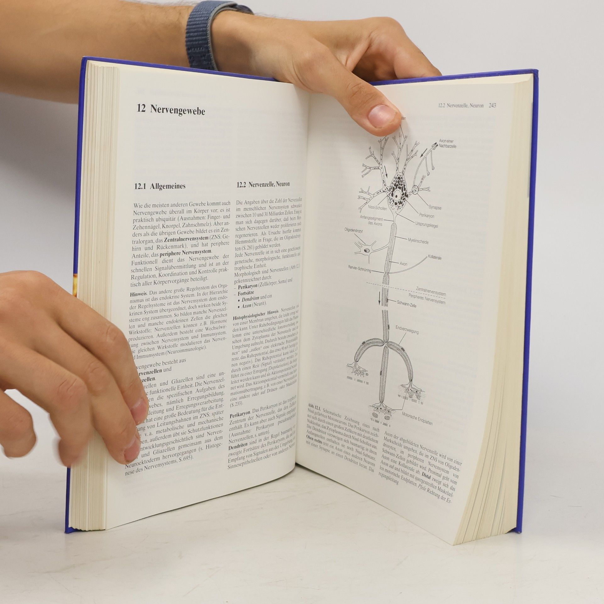 Theodor Heinrich Schiebler Histologie