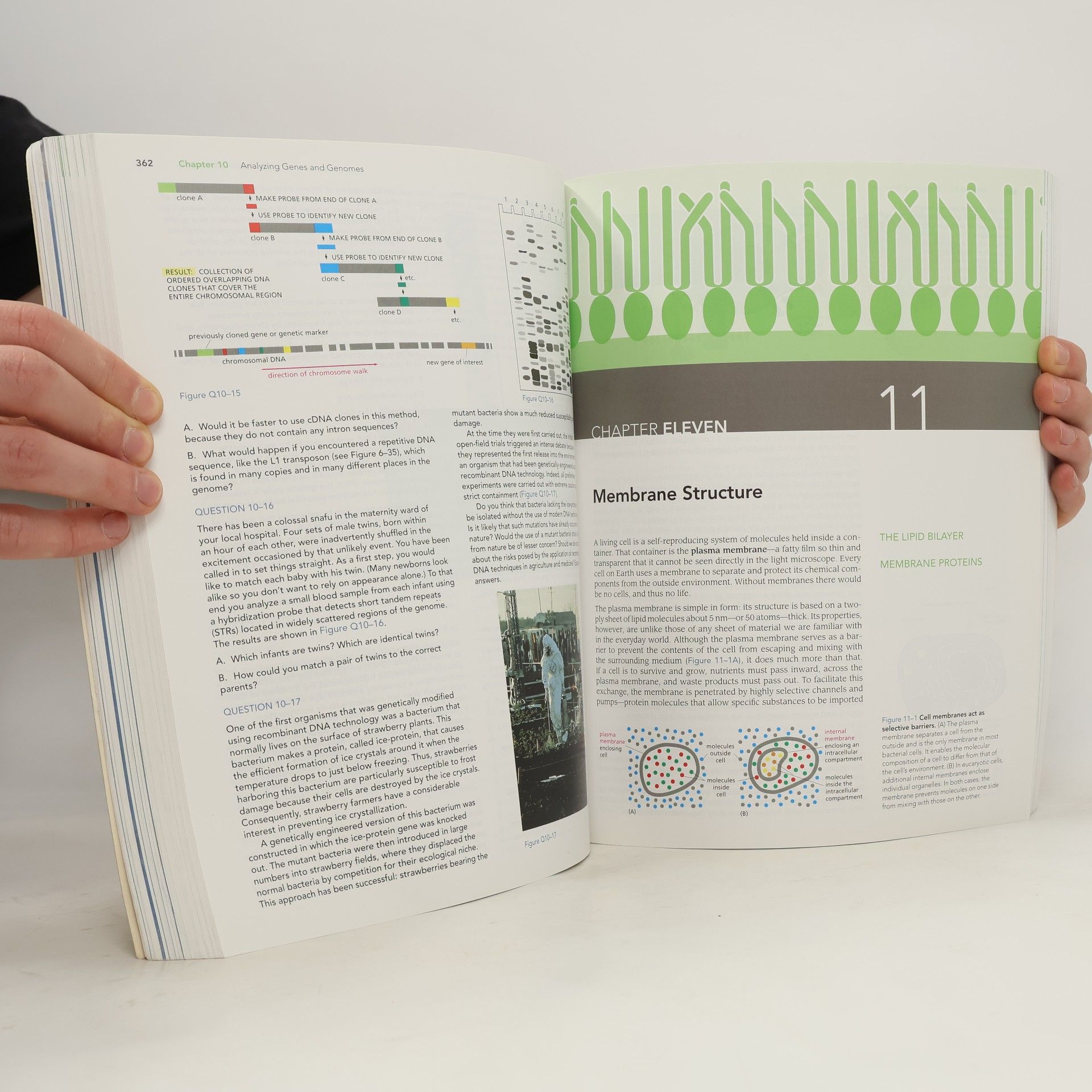 Bruce Alberts Essential cell biology