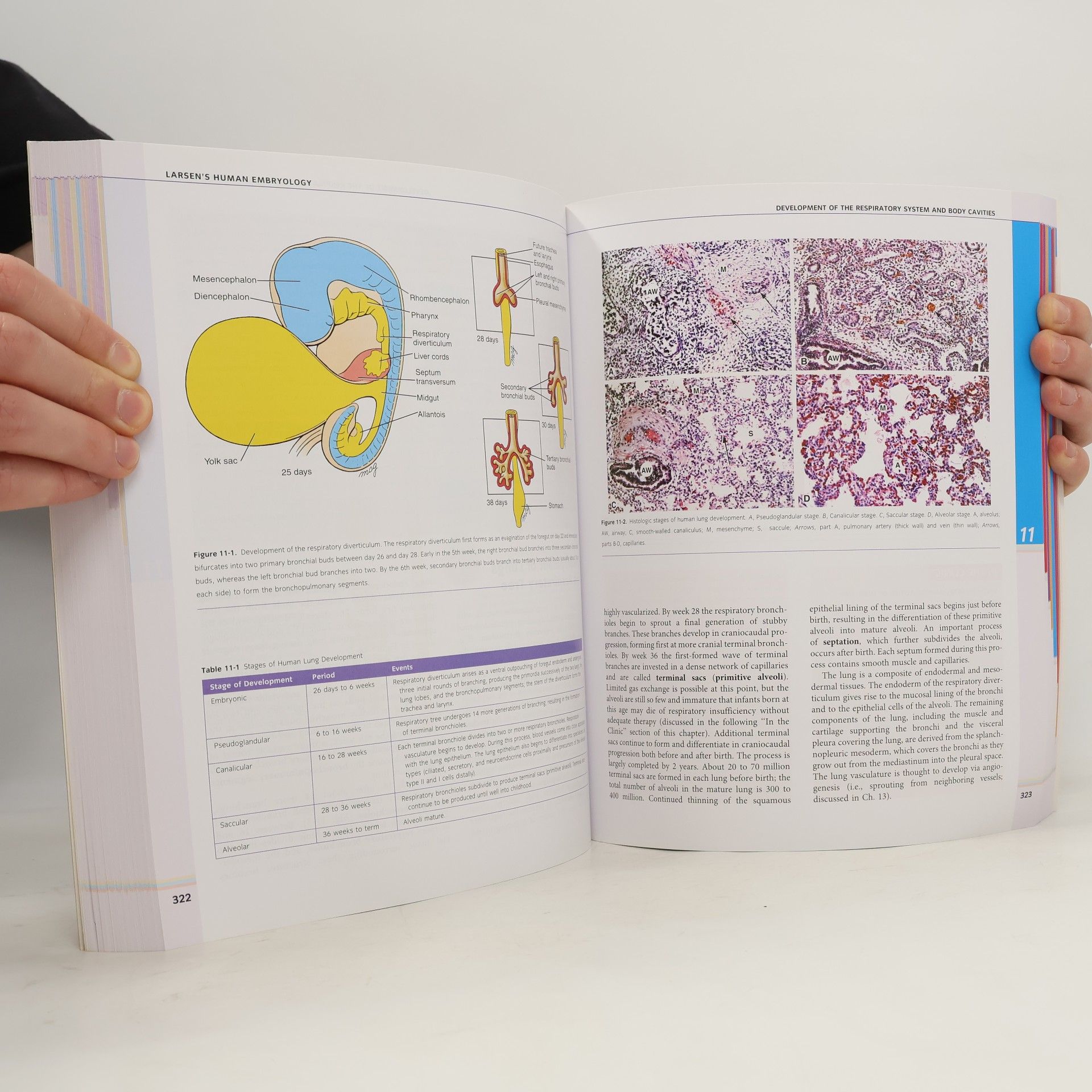Gary C. Schoenwolf Larsen's Human Embryology - Fourth Edition