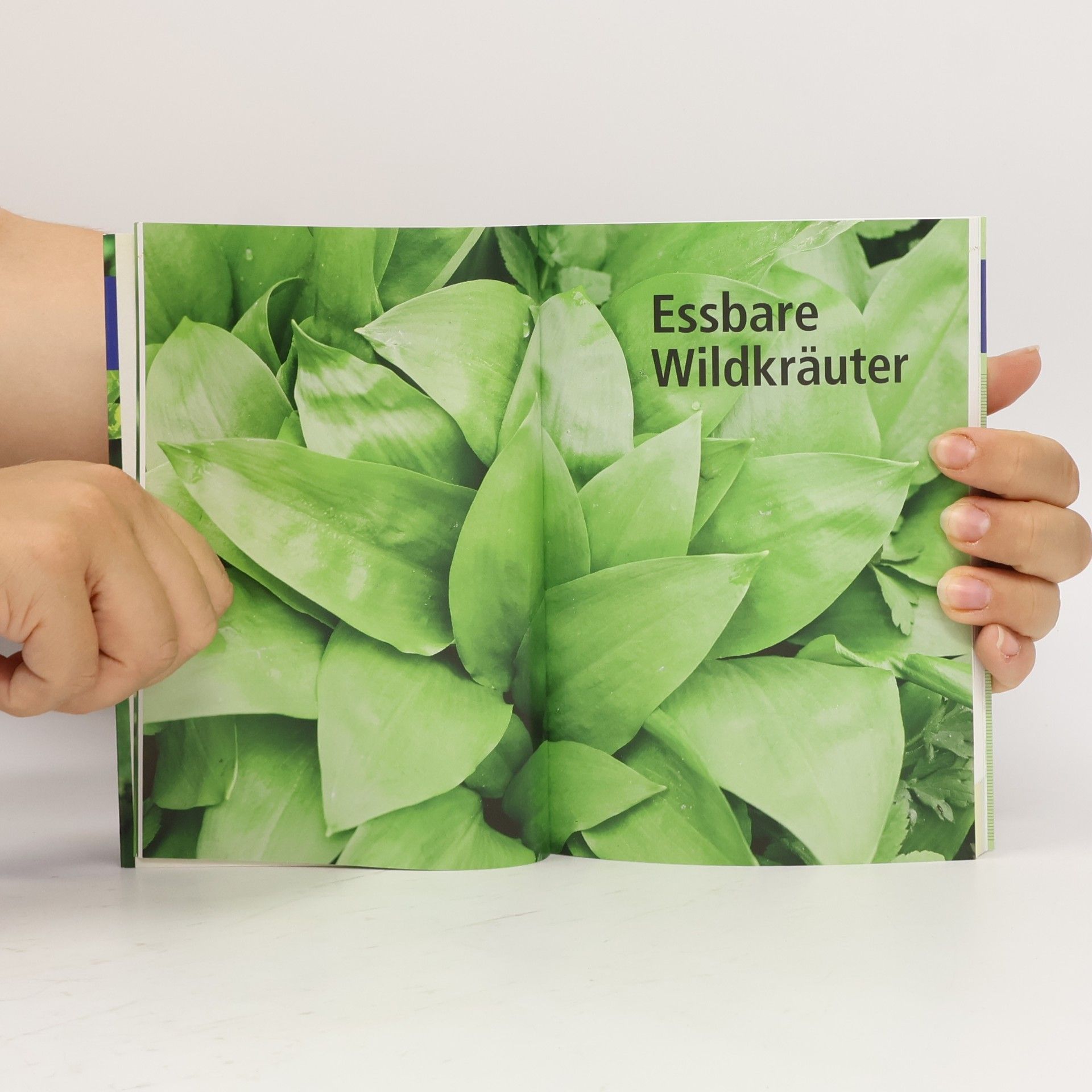 Meike Bosch Wildkräuter am Blatt erkennen