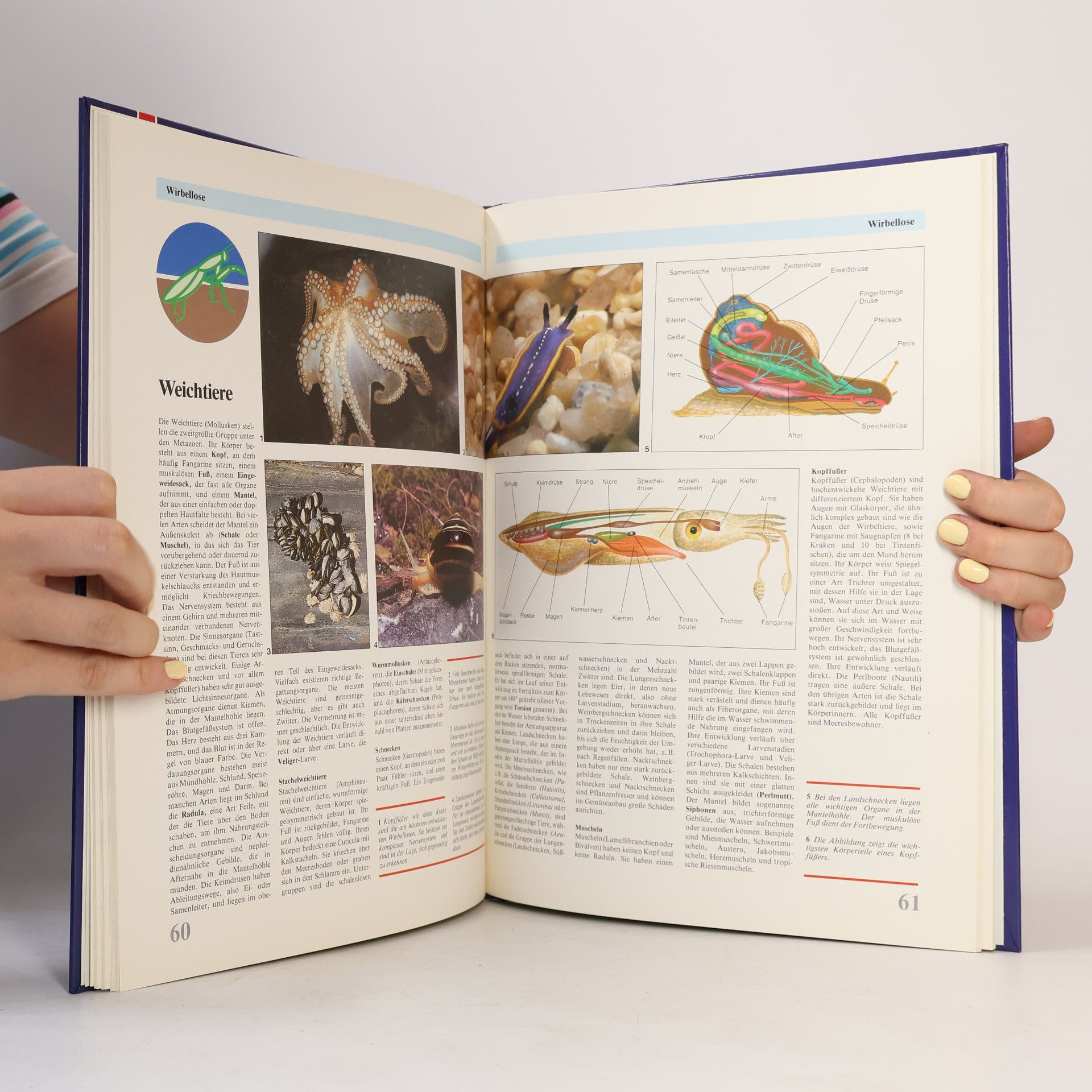 Irene Meyer Die faszinierende Welt der Tiere