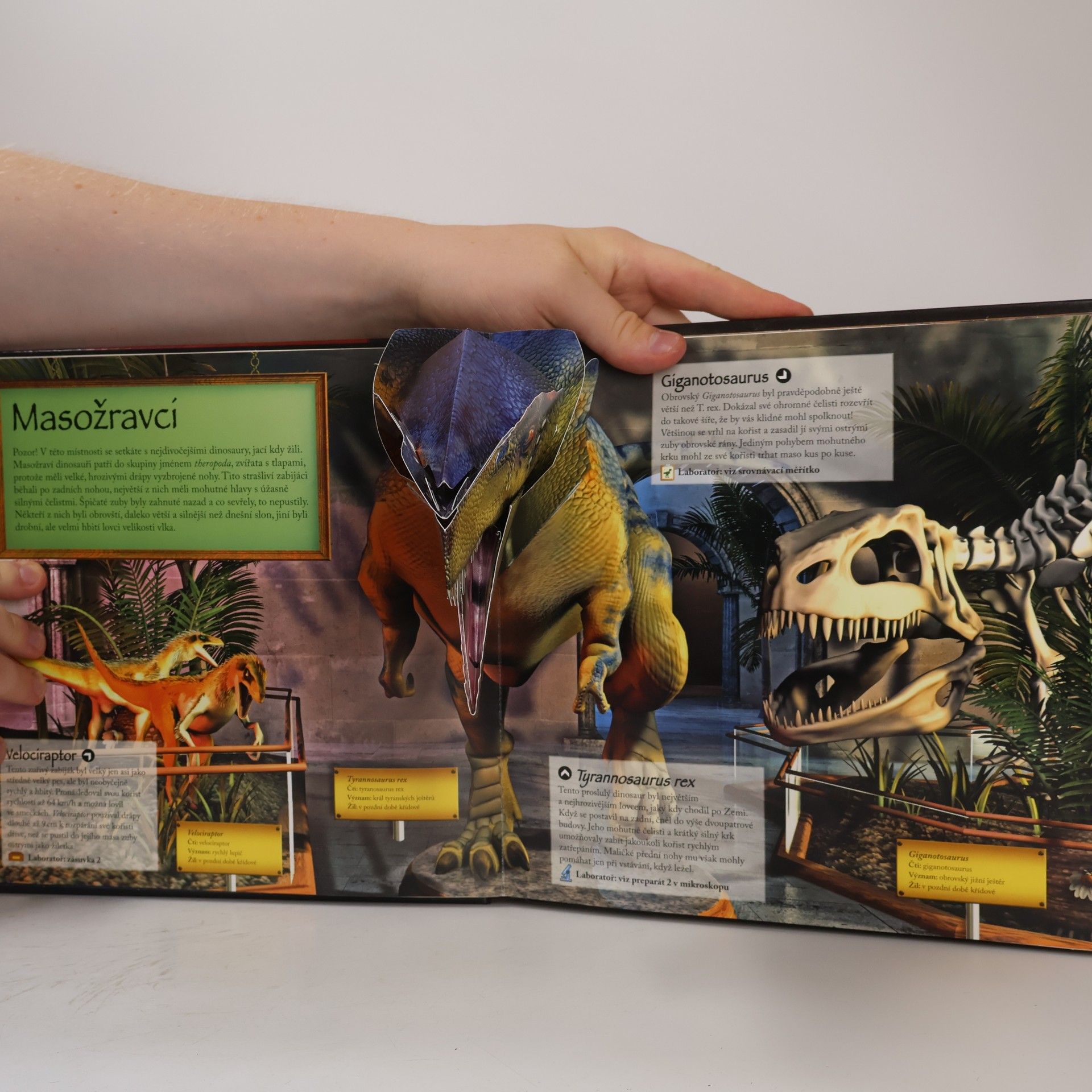 Jen Green Muzeum dinosaurů (pop-up leporelo viz foto)