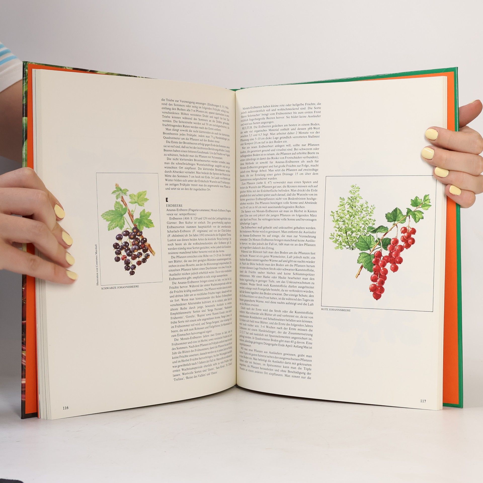 Kolektiv autorů Gemüse und Obst