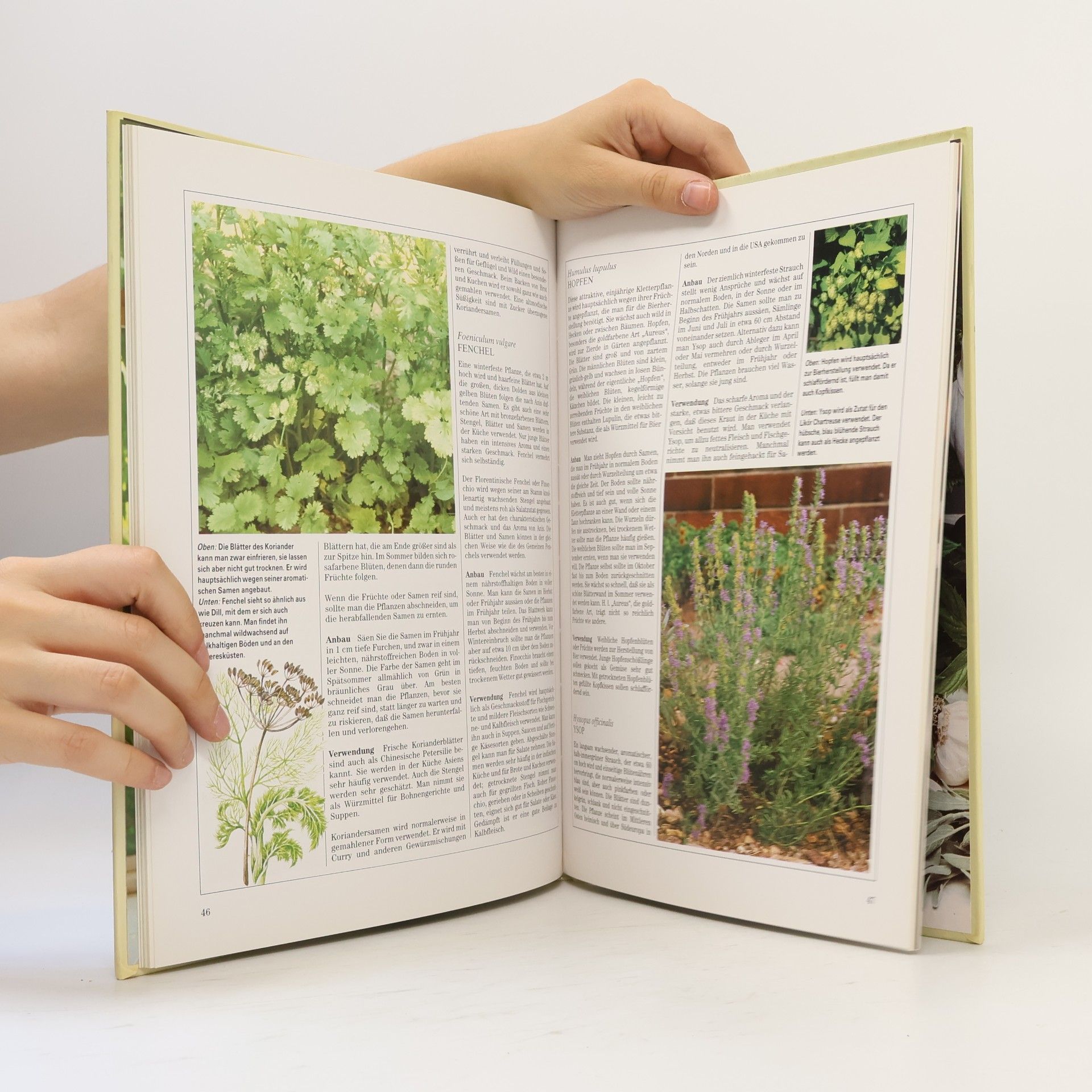 Autorenkollektiv Der eigene Kräutergarten