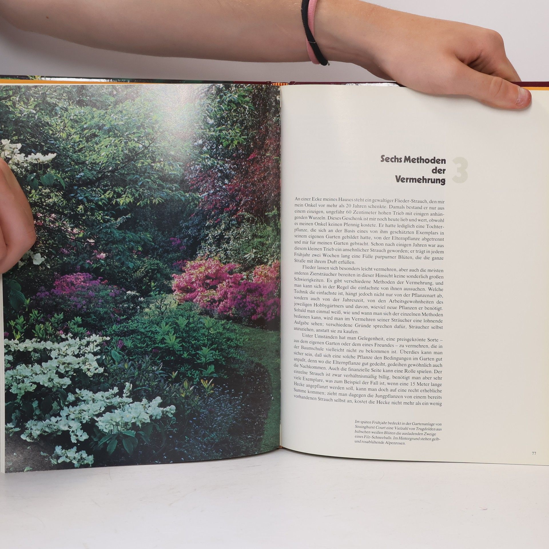 Autores varios Ziersträucher