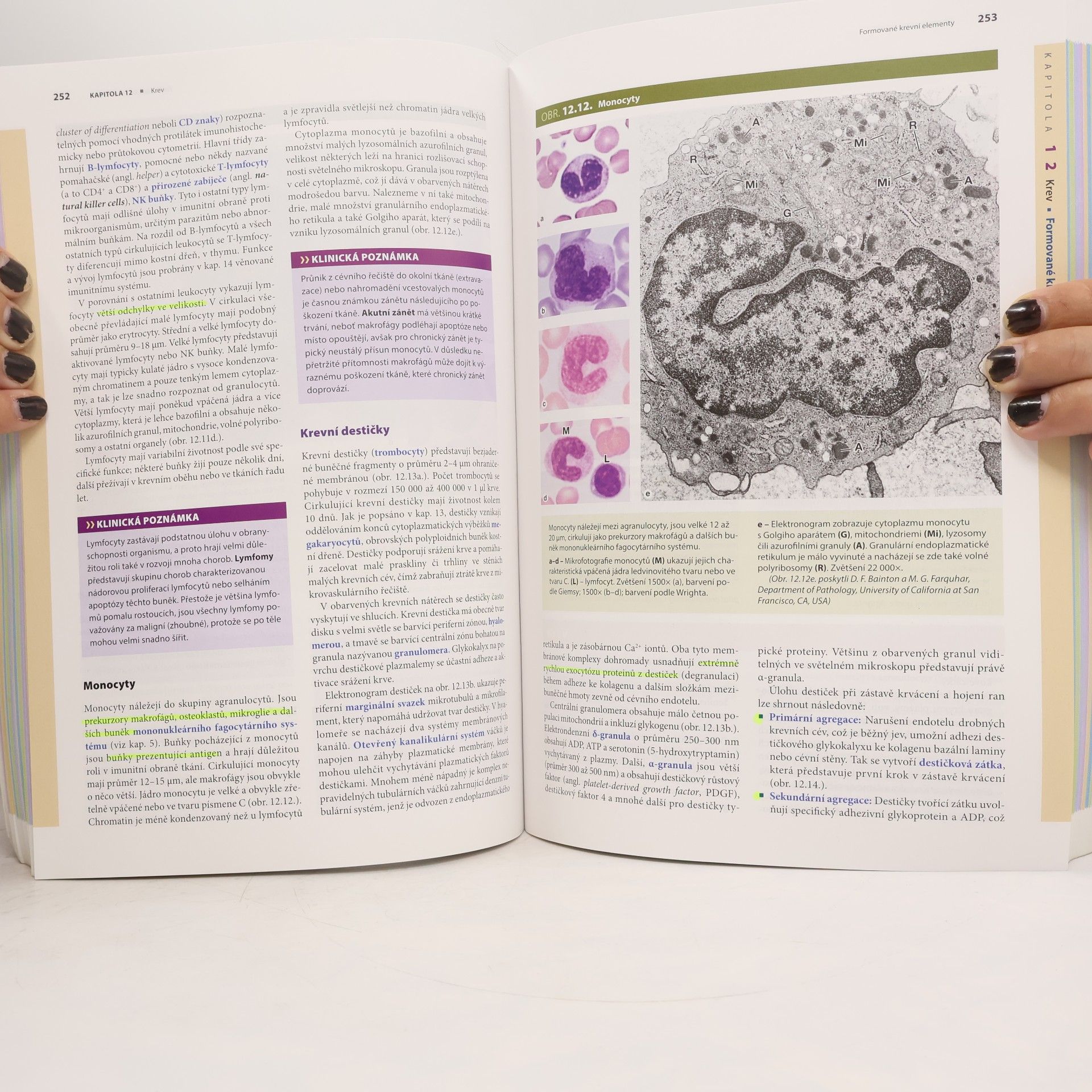 Anthony L. Mescher Junqueirovy základy histologie