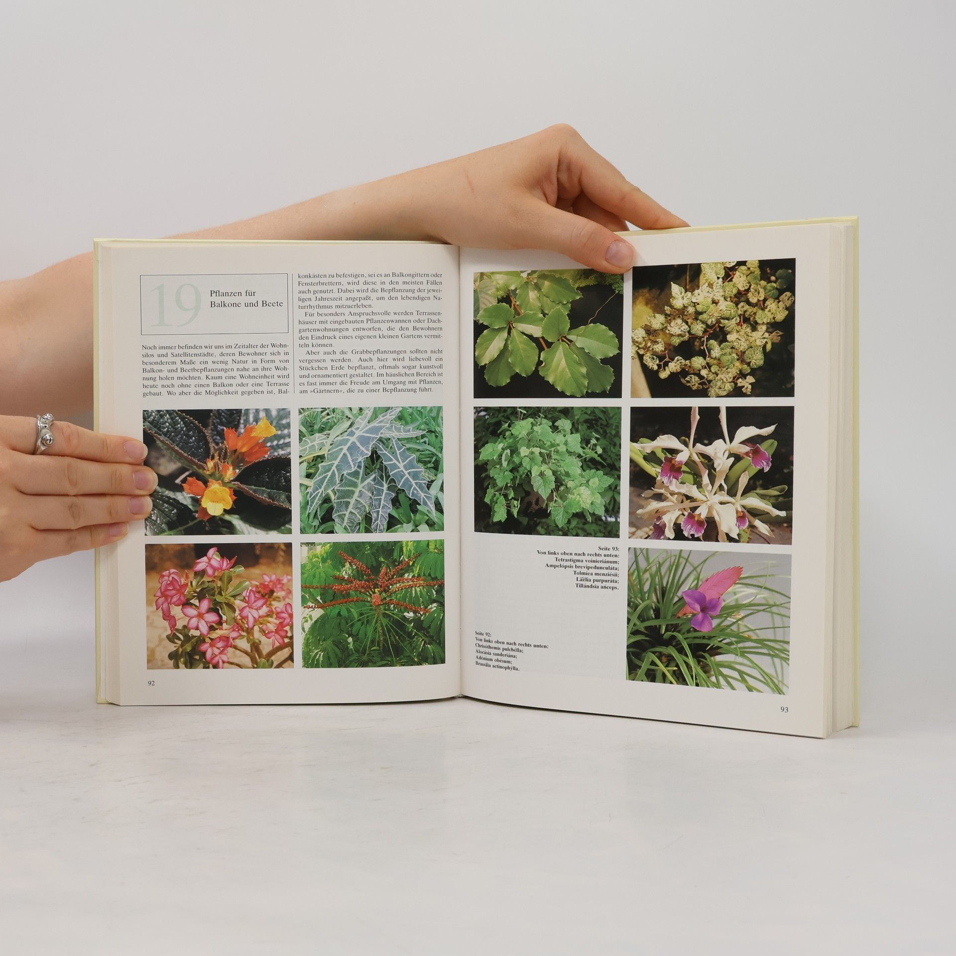 Ingeborg Wundermann Der Florist 2. Pflanze, Material, Beruf