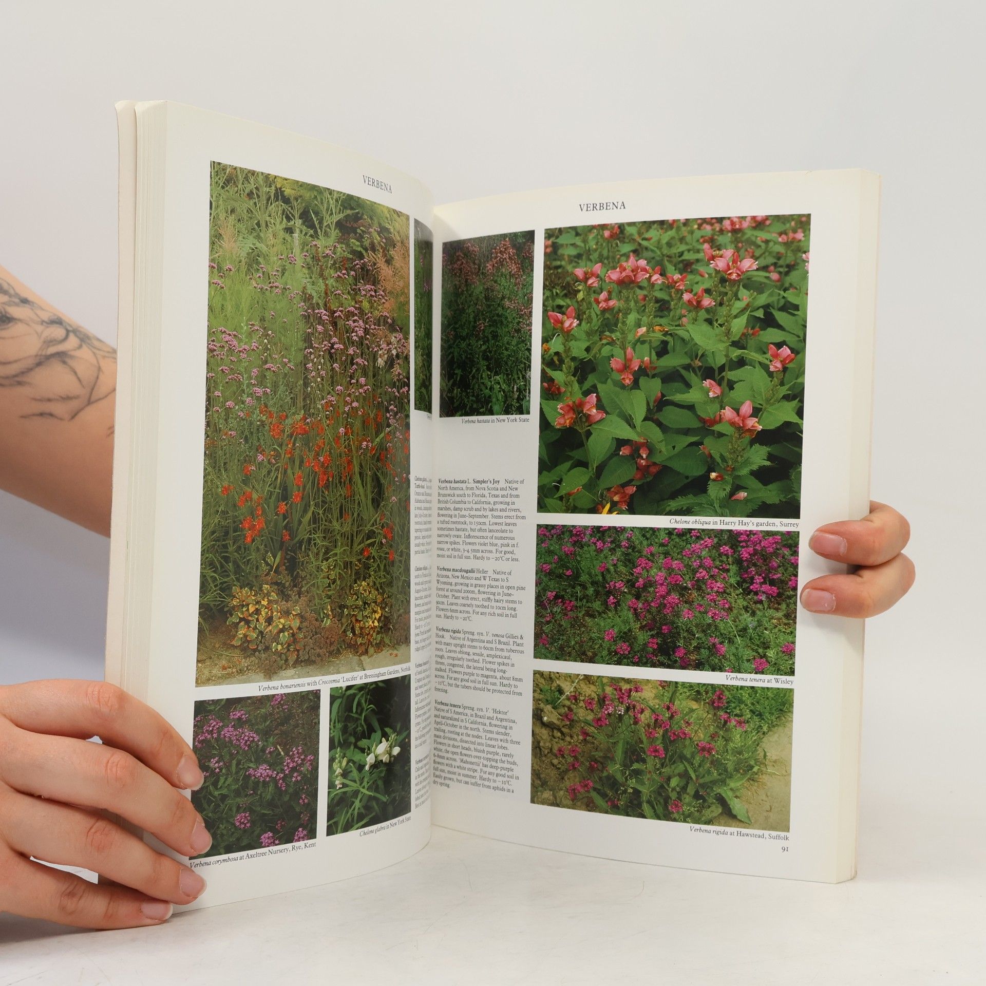 Martyn Rix The Garden Plant Series - 2: Perennials