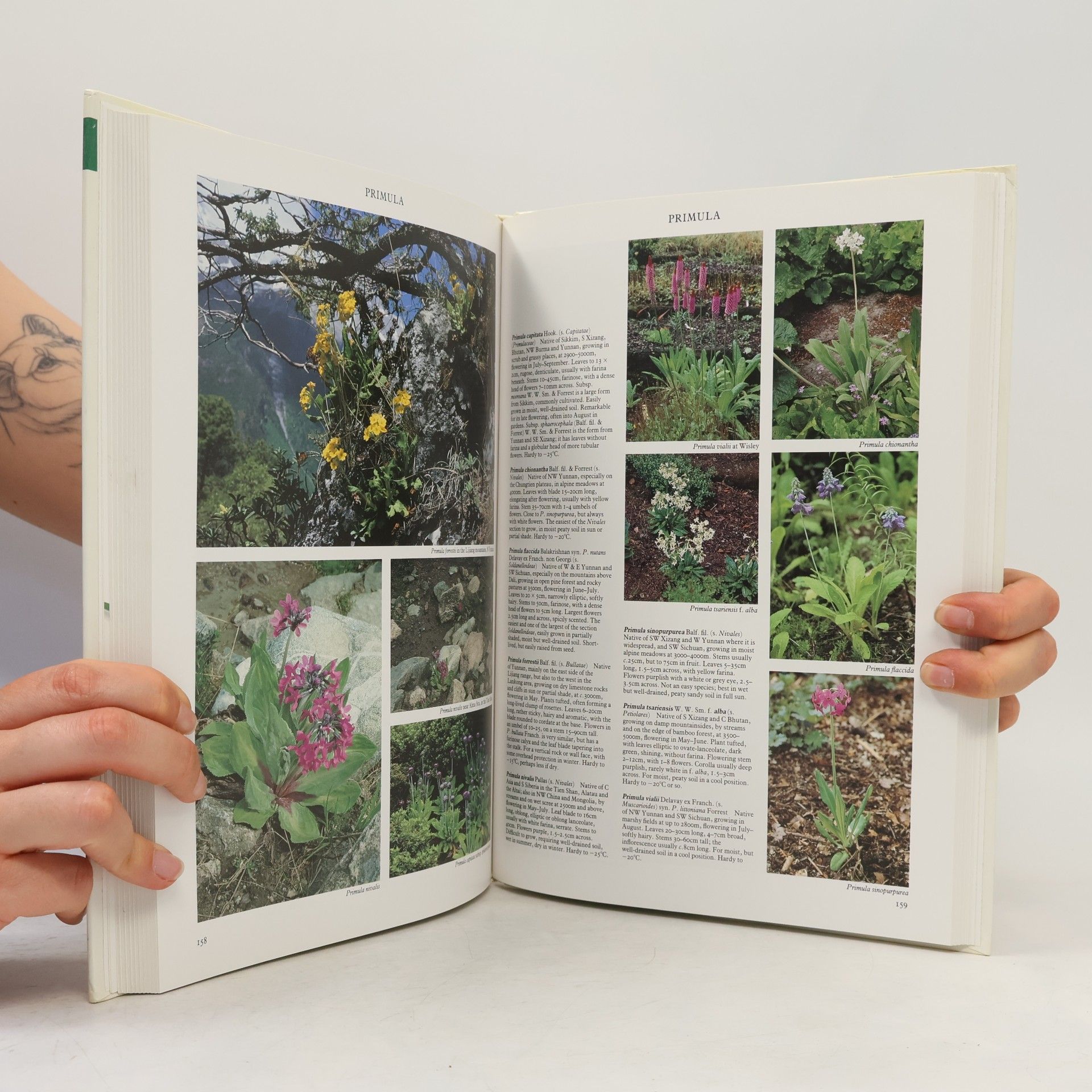 Roger Phillips The Pan Garden Plants Series - 1: Perennials