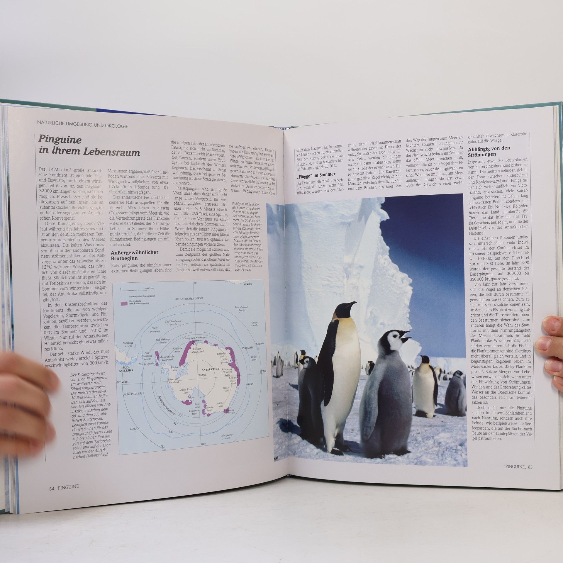 Autorenkollektiv Lebendige Wildnis : Tiere der Tundra und Polargebiete
