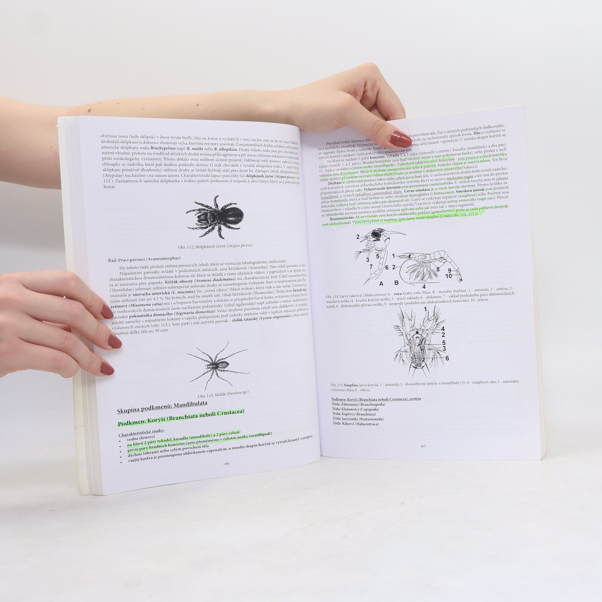 Iva Langrová Základy zoologie