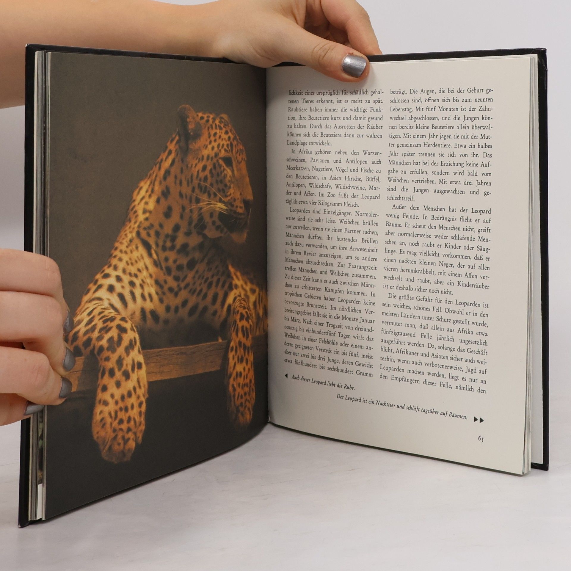 Various authors Wildkatzen