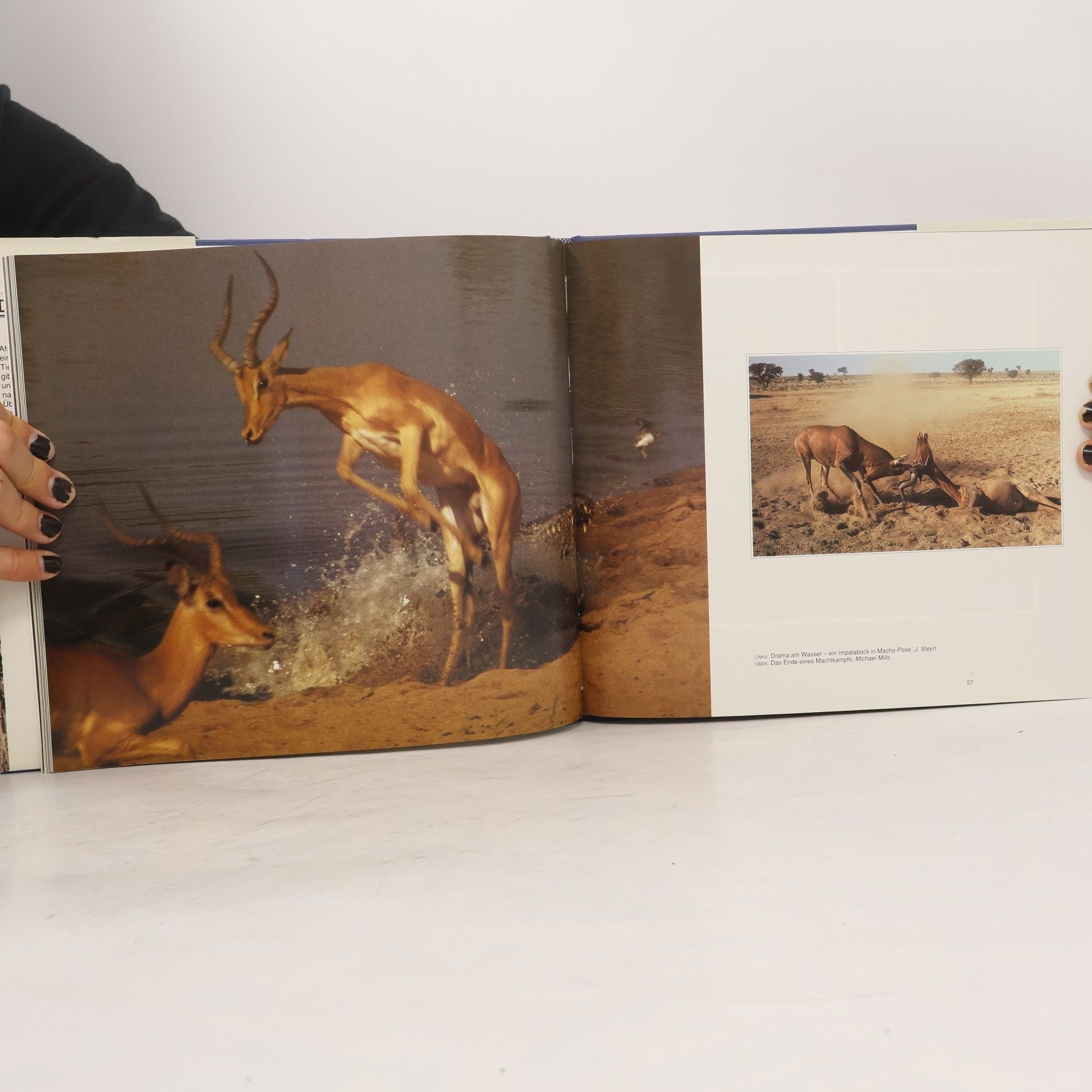 Die Tiere Afrikas in meisterhaften Fotos
