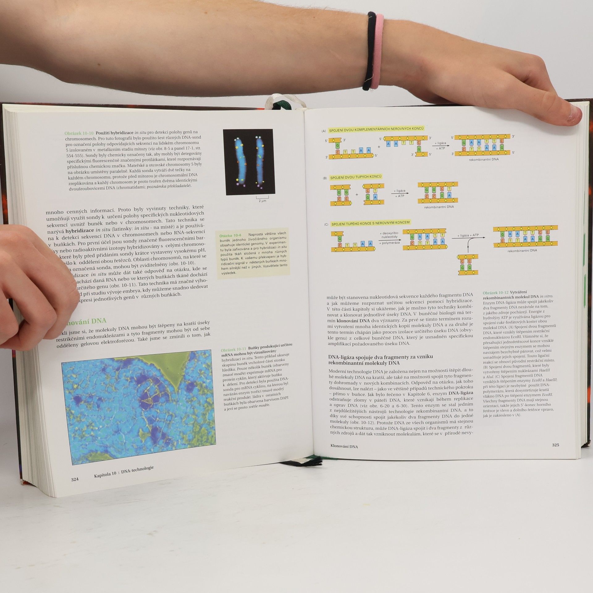 Bruce Alberts Základy buněčné biologie - Úvod do molekulární biologie buňky