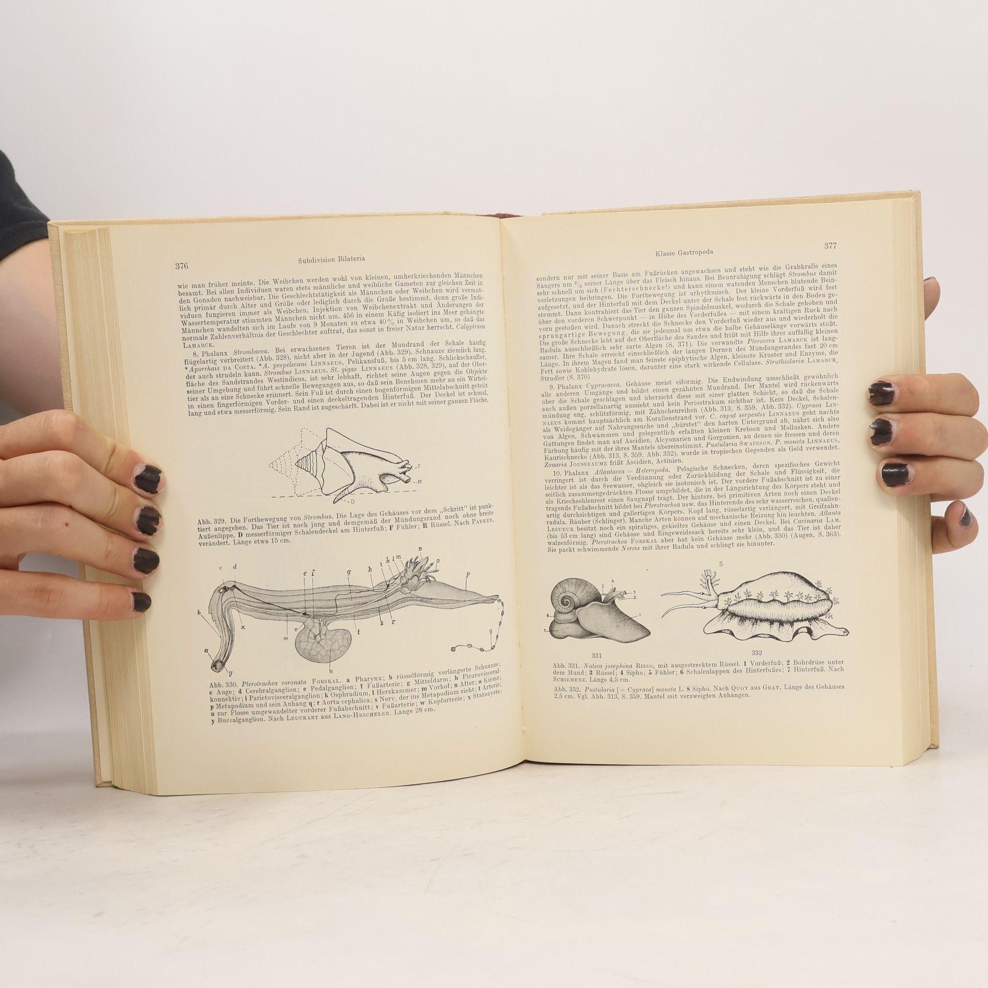 Alfred Kaestner Lehrbuch der Speziellen Zoologie