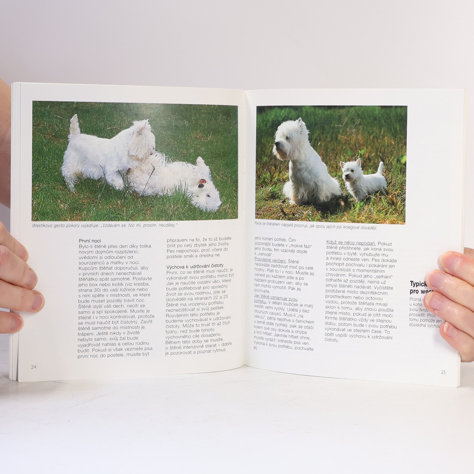 Ingrid BolleKleinbub Westík: West highland white teriér